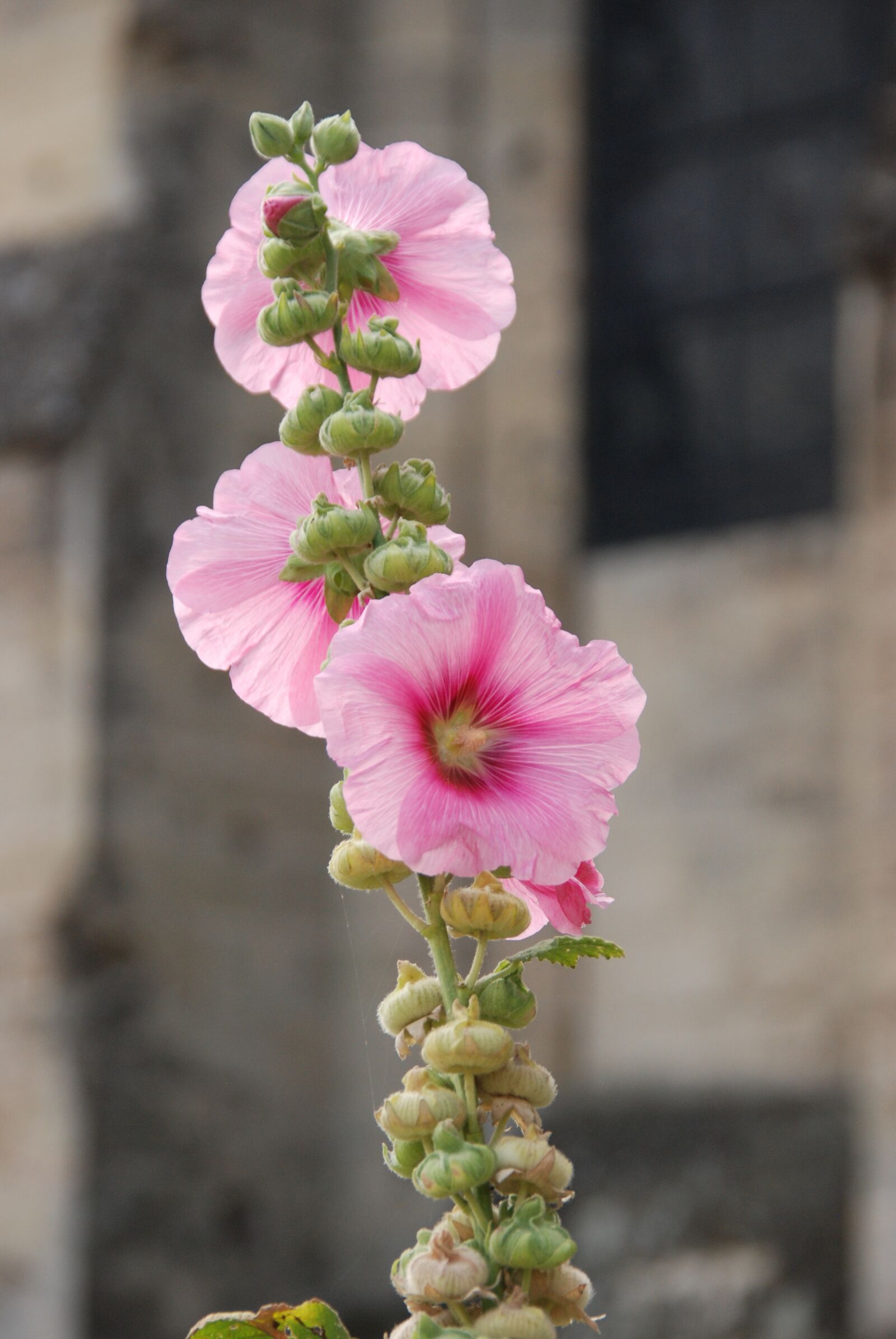 Nikon D80 sample photo. Flower, rose, hollyhock photography