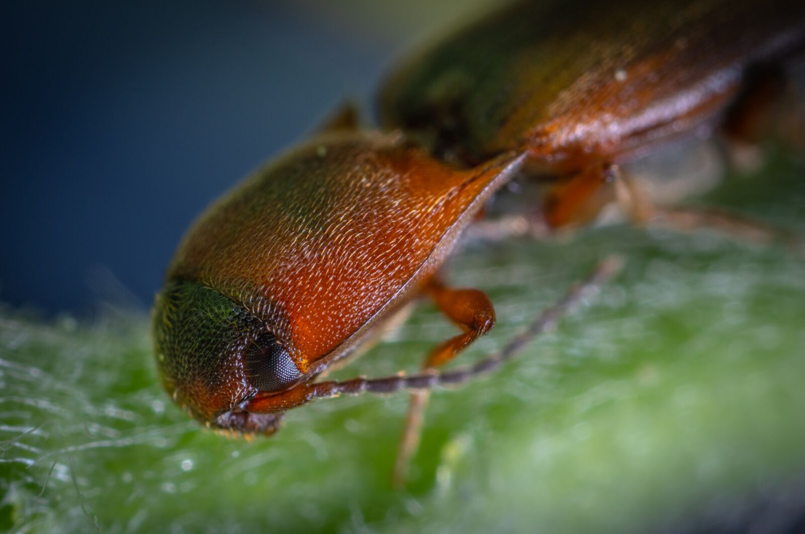 Sony a7R II sample photo. Macro, insect, beetle photography
