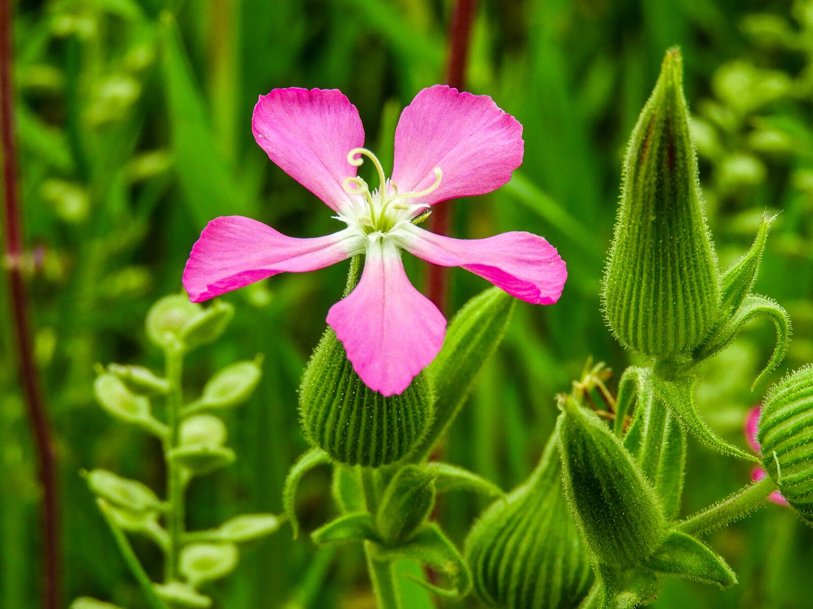 Nikon Coolpix B700 sample photo. Flower, spring, nature photography
