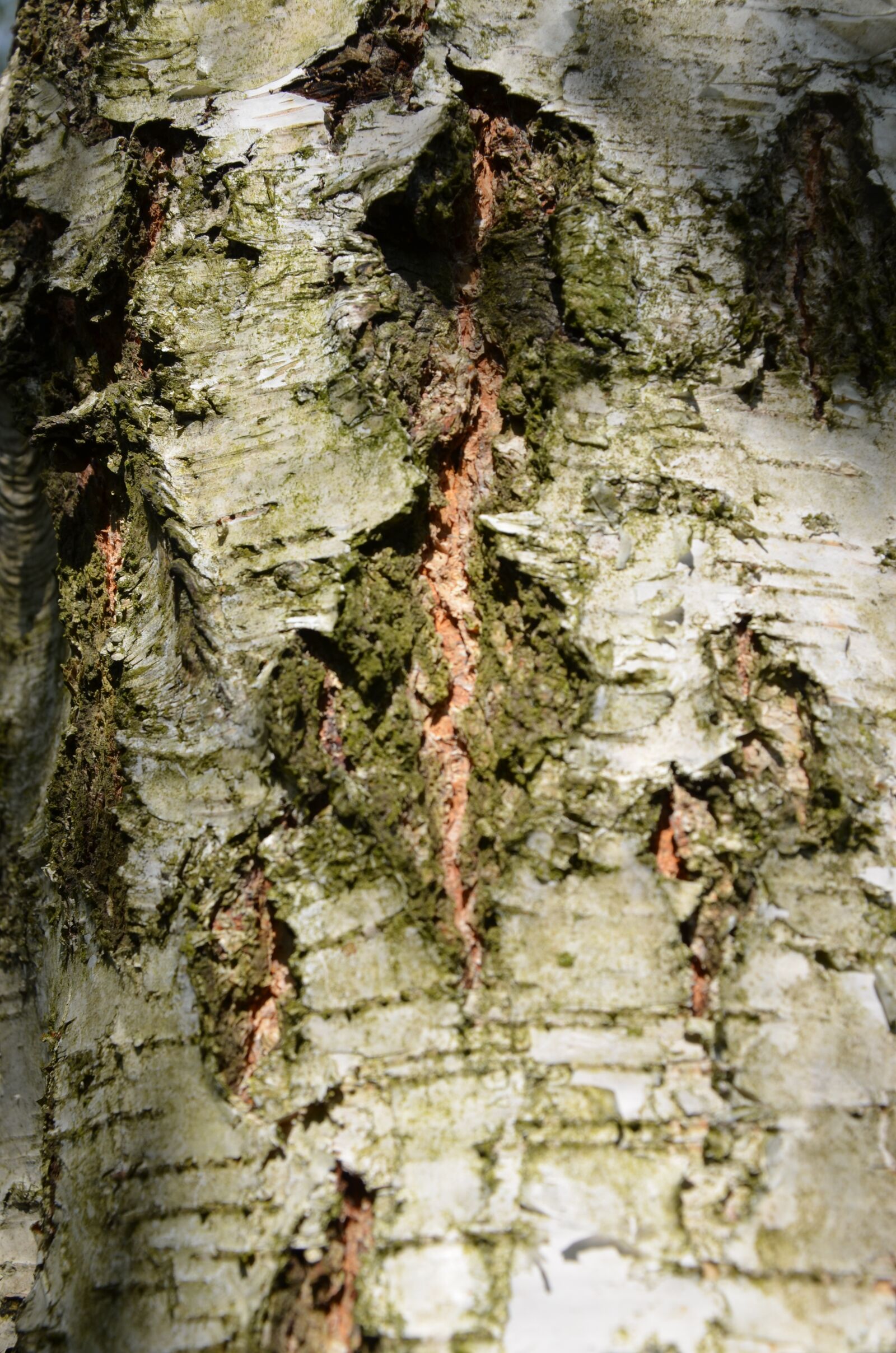 Nikon D5100 sample photo. Birch, the bark, tree photography