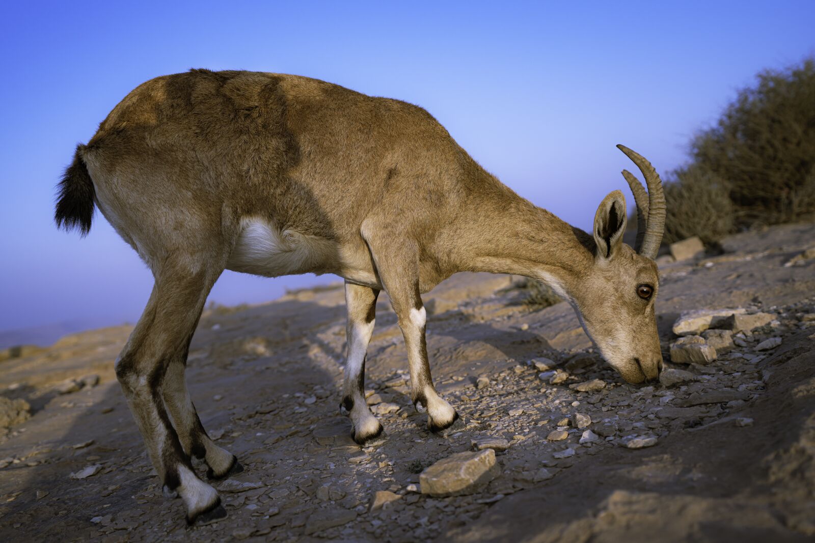 Sony FE 16-35mm F2.8 GM sample photo. Animal, mitzpe ramon, goat photography