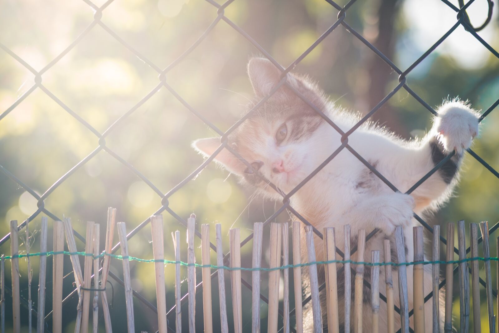 Canon EOS 1300D (EOS Rebel T6 / EOS Kiss X80) sample photo. Cat, feline, mammal photography