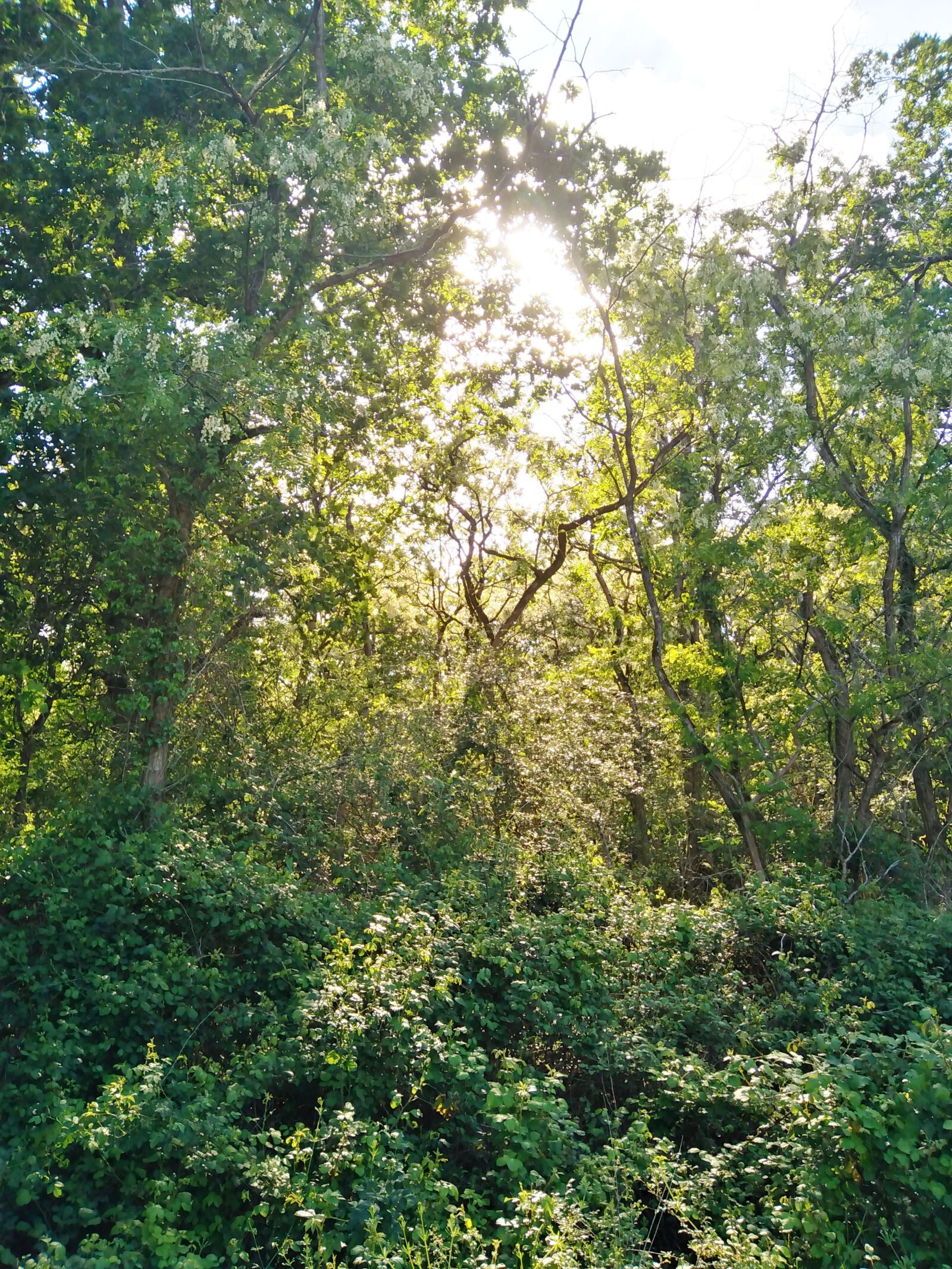 HUAWEI DUB-LX1 sample photo. Nature, forest, trees photography