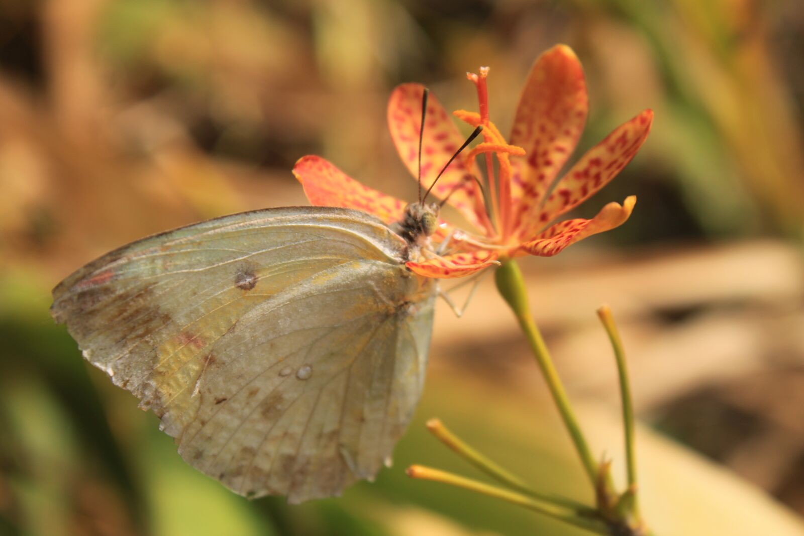 Canon EOS 500D (EOS Rebel T1i / EOS Kiss X3) sample photo. Butterfly, the animal, nature photography