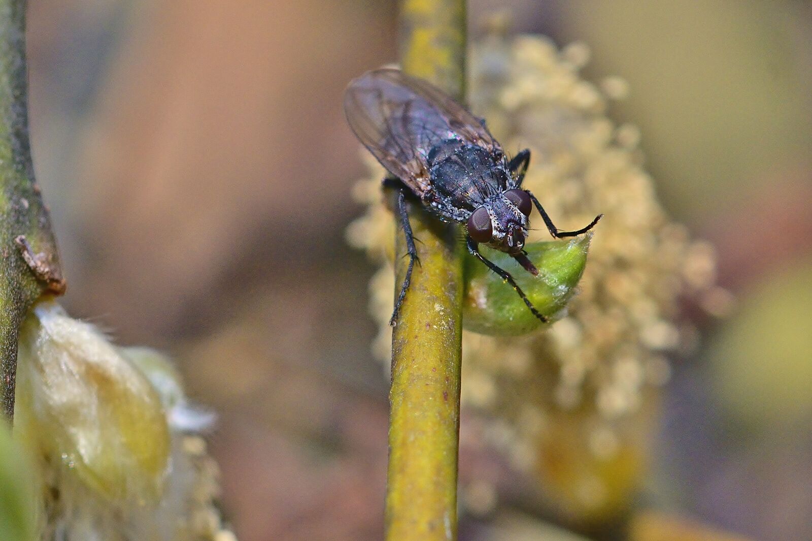 Nikon D5200 sample photo. Garden, fly, suck photography