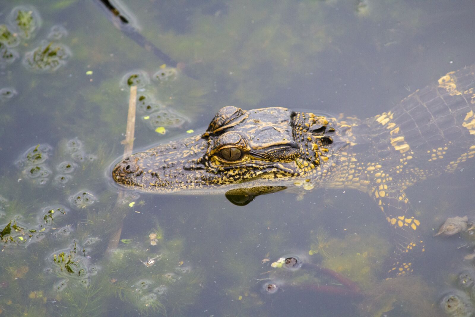 Canon EOS 600D (Rebel EOS T3i / EOS Kiss X5) sample photo. Alligator, gator, baby photography