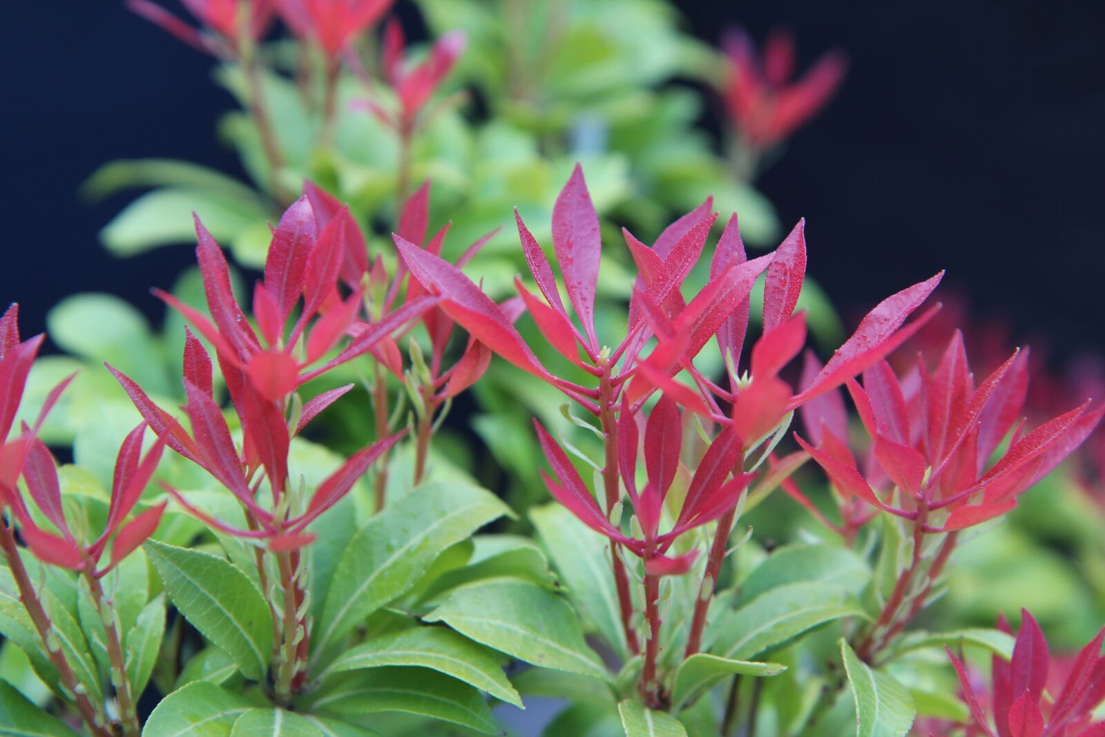 Canon EOS 600D (Rebel EOS T3i / EOS Kiss X5) sample photo. Pi ris, andromeda, pi photography
