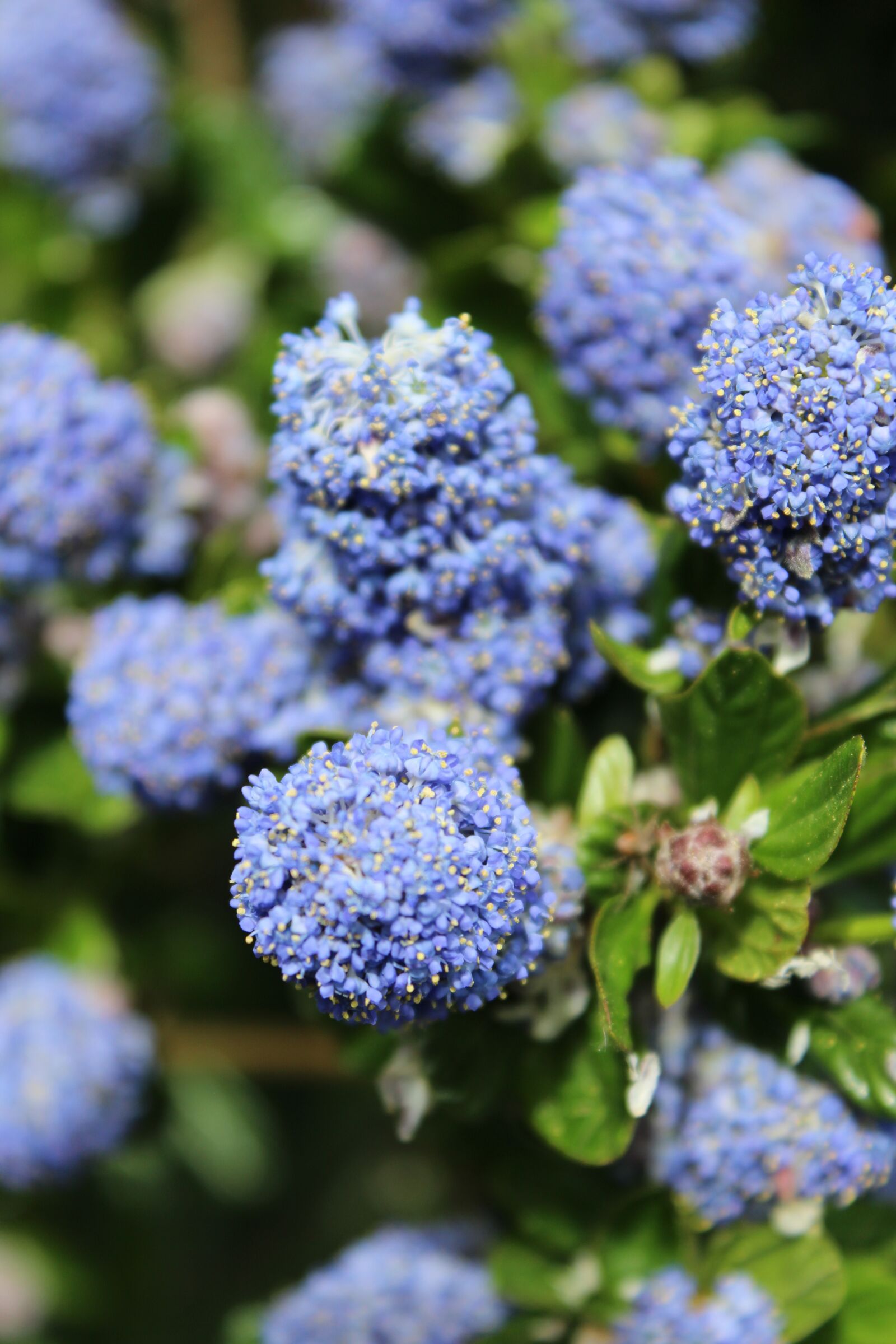 Canon EOS 1200D (EOS Rebel T5 / EOS Kiss X70 / EOS Hi) sample photo. Ceonothus, blue, flower photography