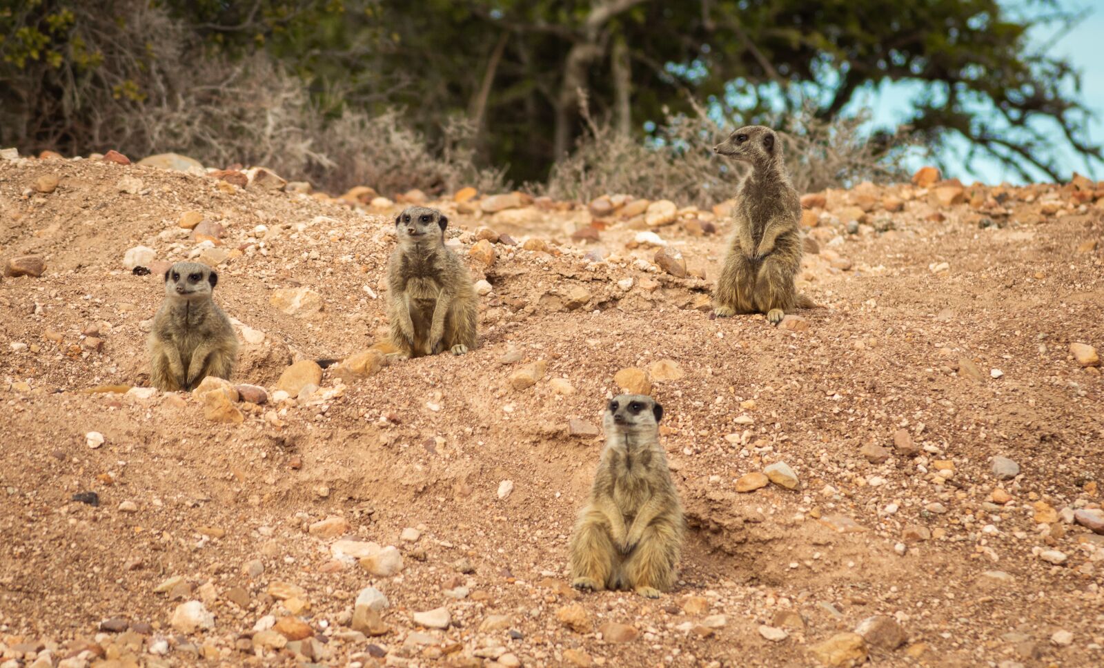 Nikon D3200 sample photo. Africa, meerkat, animal photography