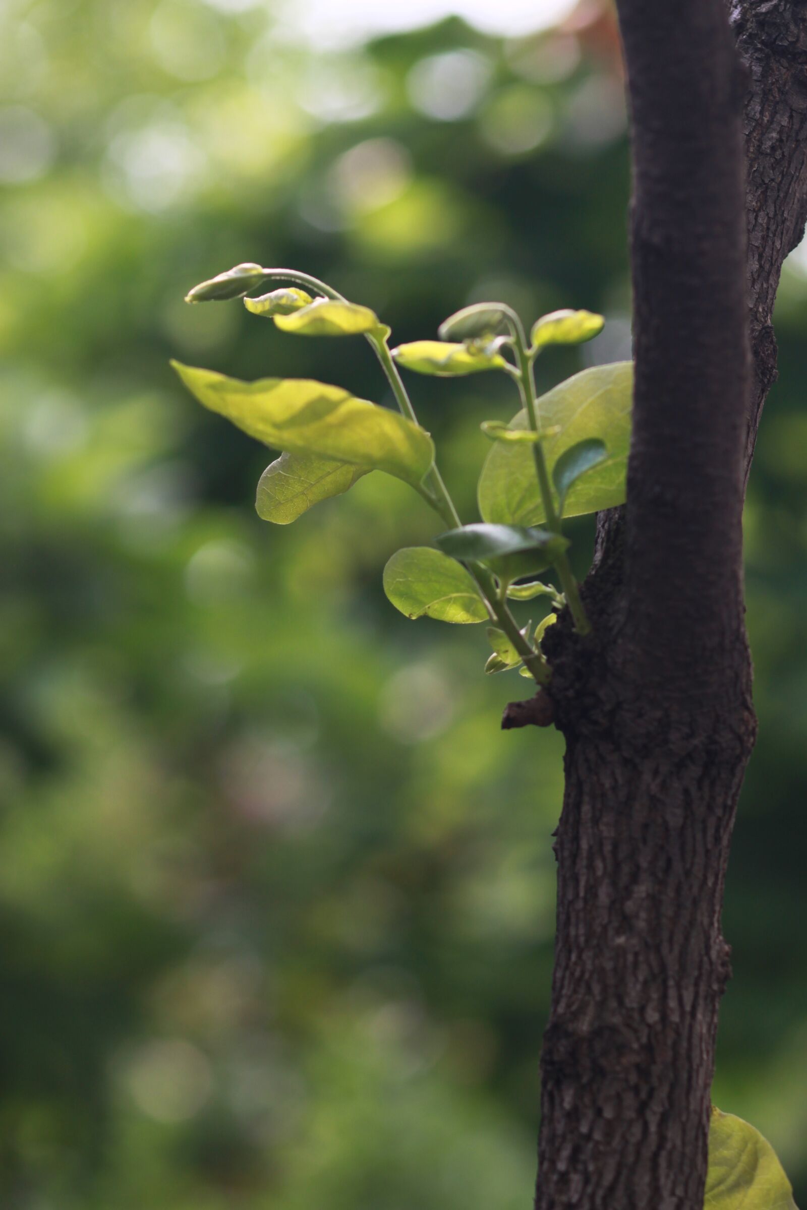 Canon EOS 500D (EOS Rebel T1i / EOS Kiss X3) sample photo. Nature, wood, leaf photography
