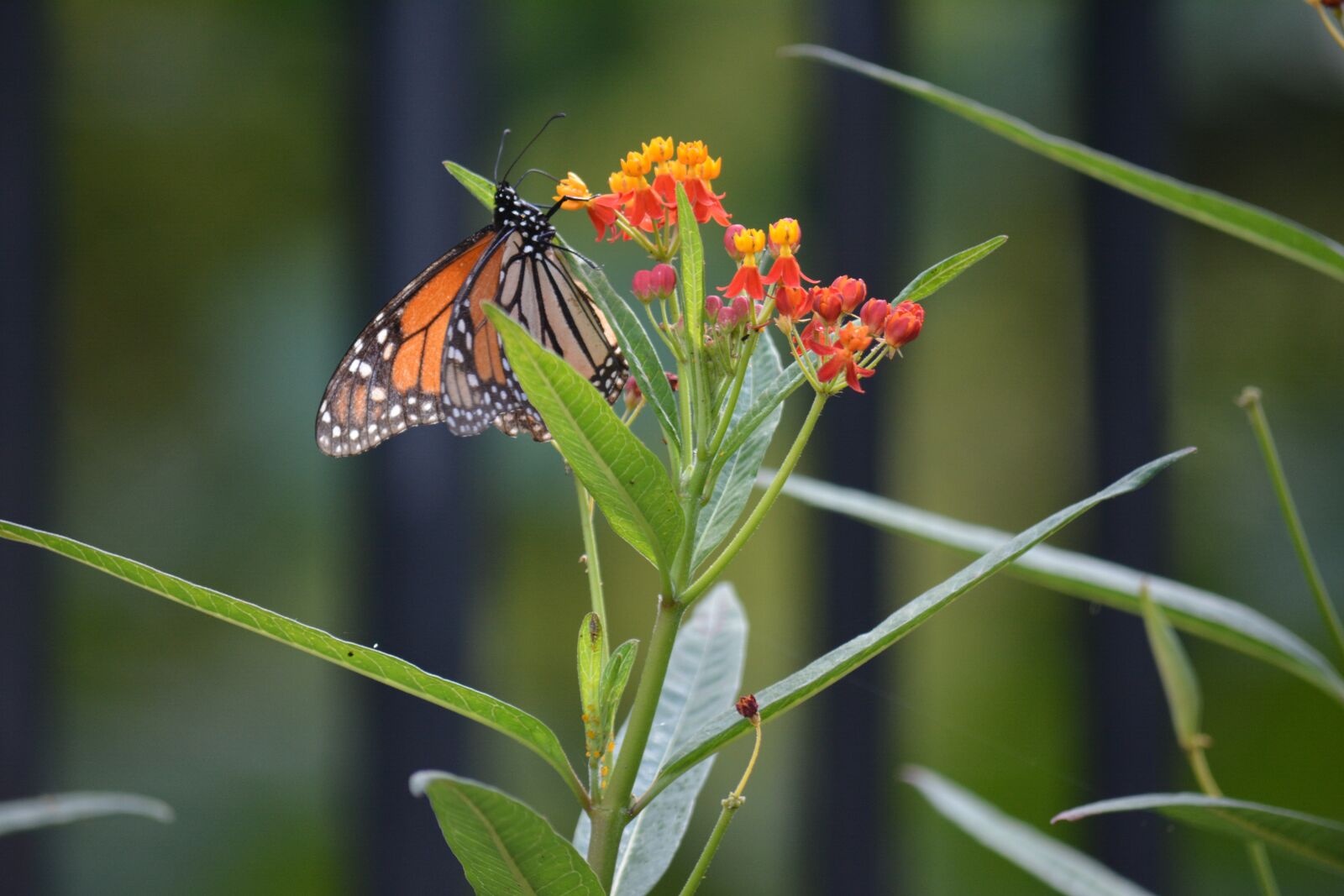 Nikon D7100 sample photo. Butterfly, nature, flower photography