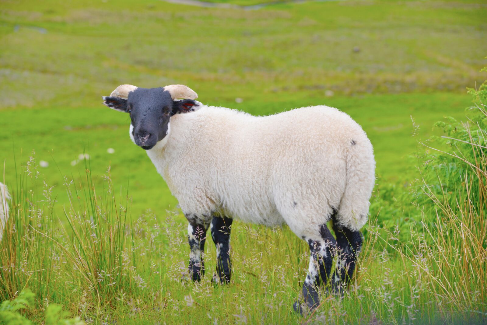 Nikon D600 sample photo. Scotland, sheep, animal photography