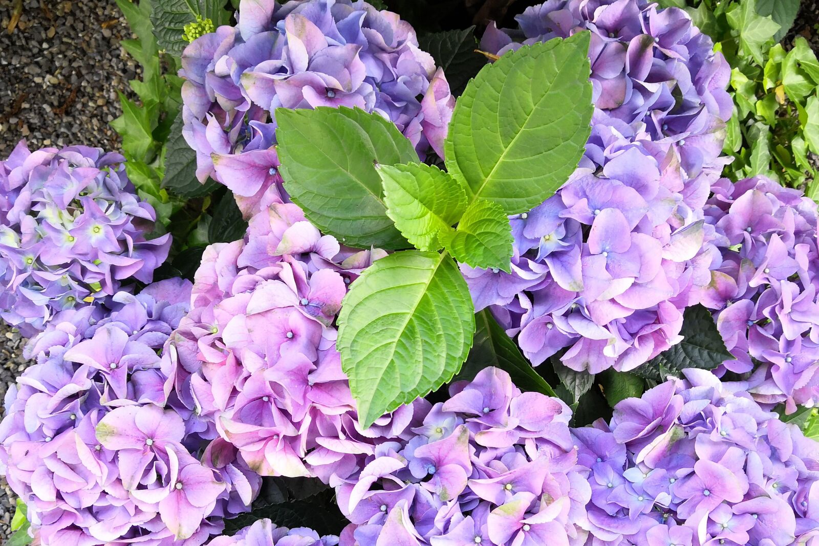 HUAWEI Honor 10 sample photo. Flowers, blue, flower photography