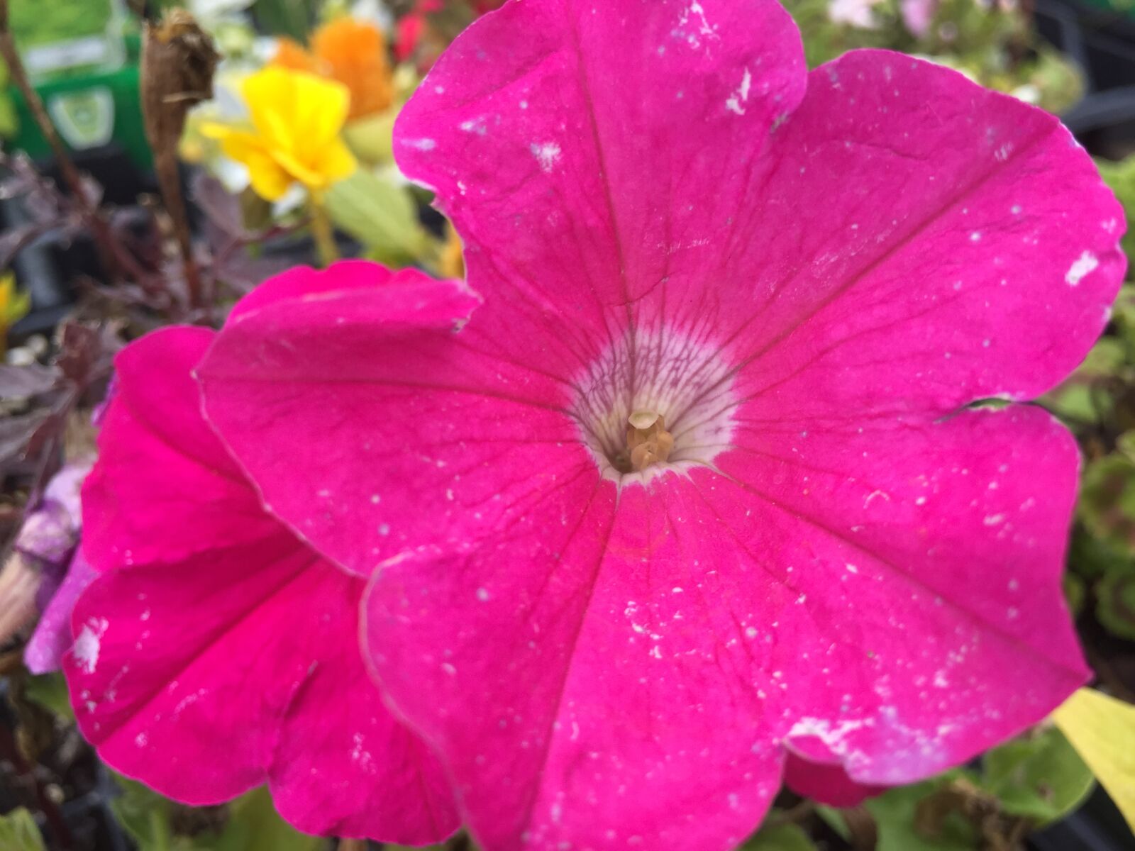 iPhone 6 back camera 4.15mm f/2.2 sample photo