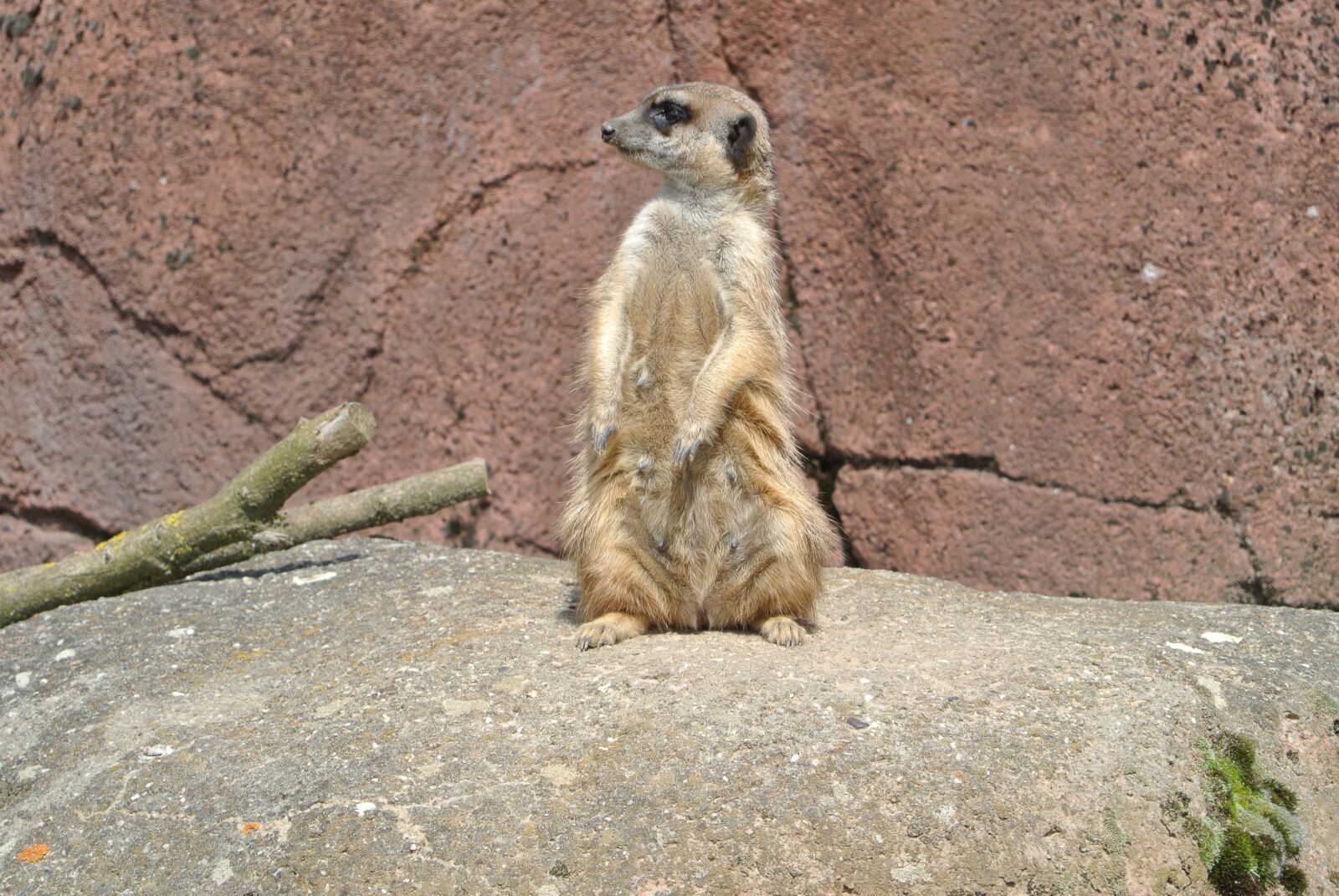 Nikon 1 J2 sample photo. Meerkat, mammal, zoo animal photography