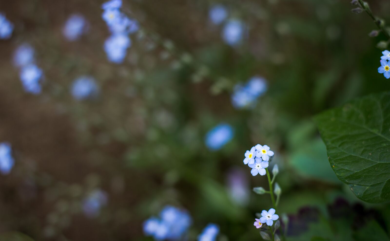 Canon EOS 600D (Rebel EOS T3i / EOS Kiss X5) + Canon EF 50mm F1.8 II sample photo. Flowers, plant, blue photography