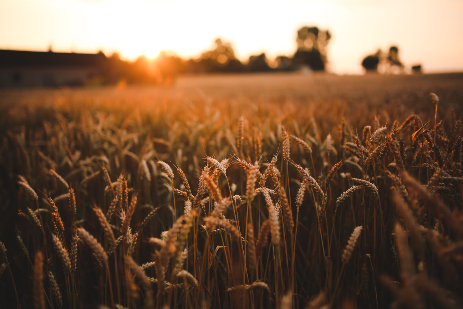 Canon EOS 6D + Sigma 35mm F1.4 DG HSM Art sample photo. Sunset, field, of, grain photography