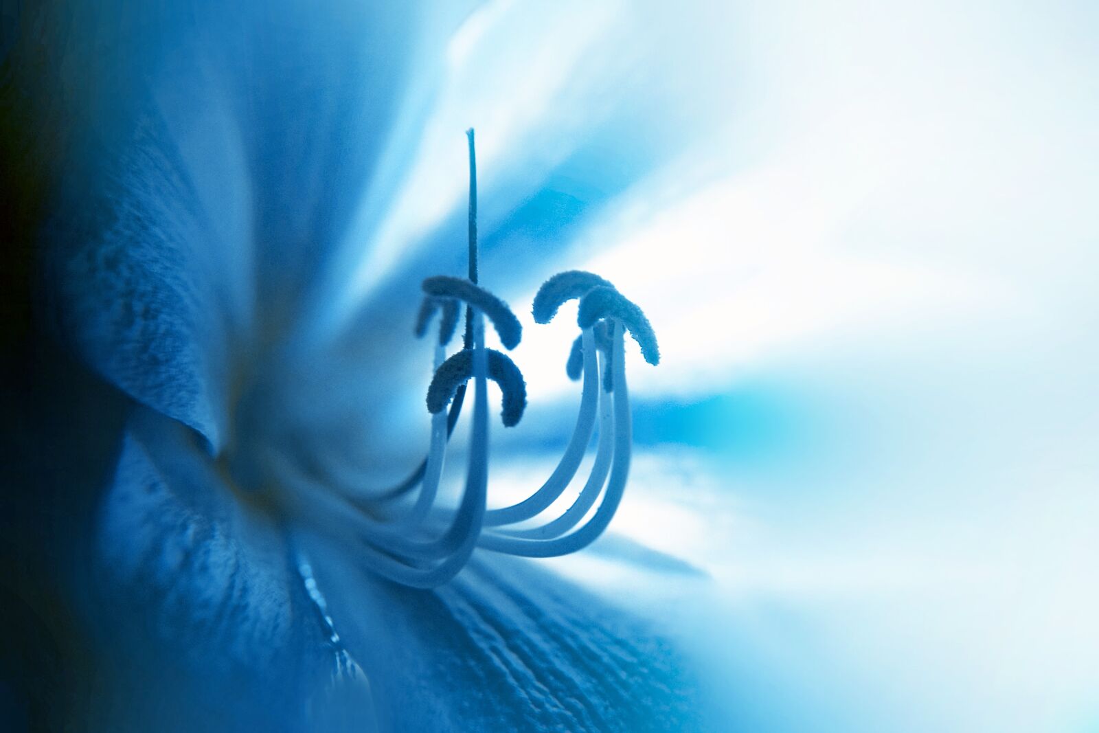 Nikon D5300 sample photo. Lily, flower, blue photography