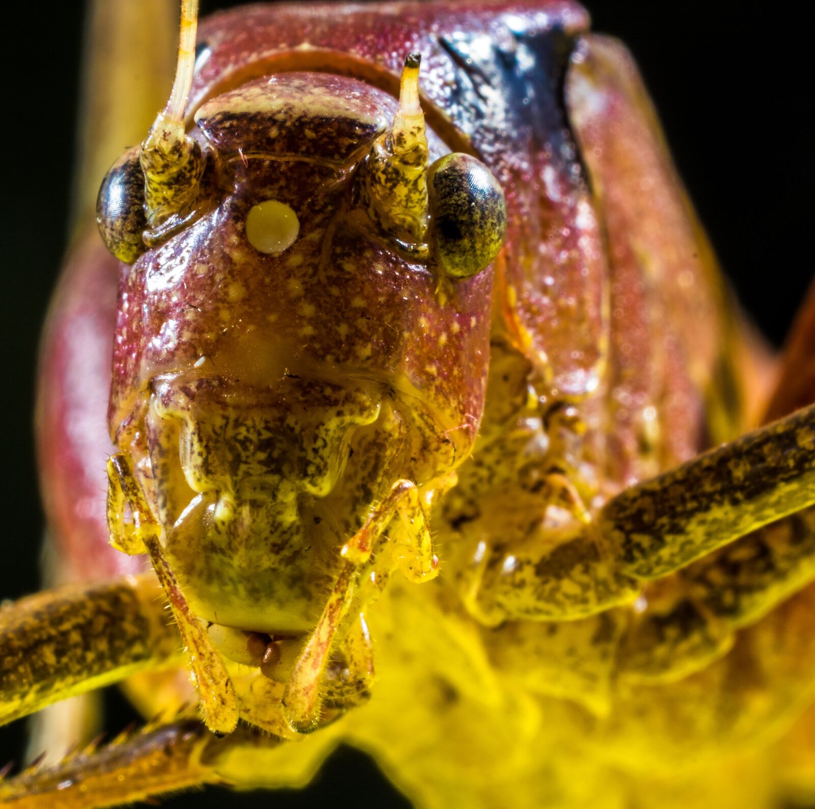 Nikon D5200 sample photo. Grasshopper, viridissima, insect photography
