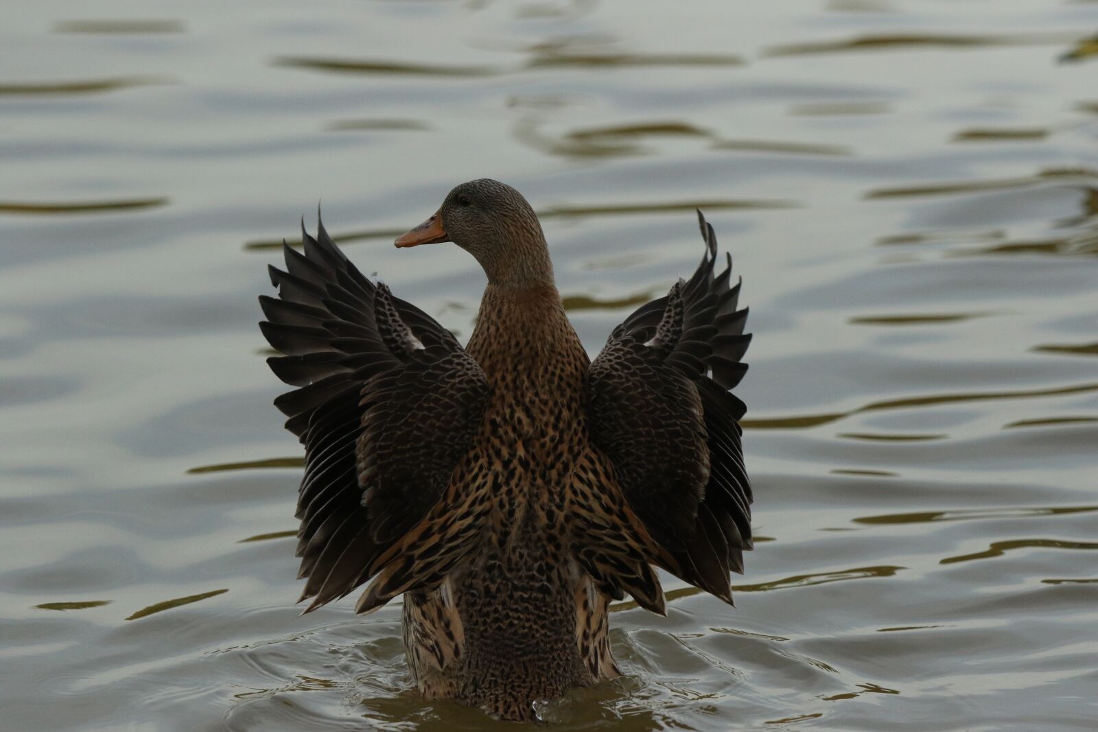 Canon EOS 7D Mark II sample photo. Duck, mallard, female photography