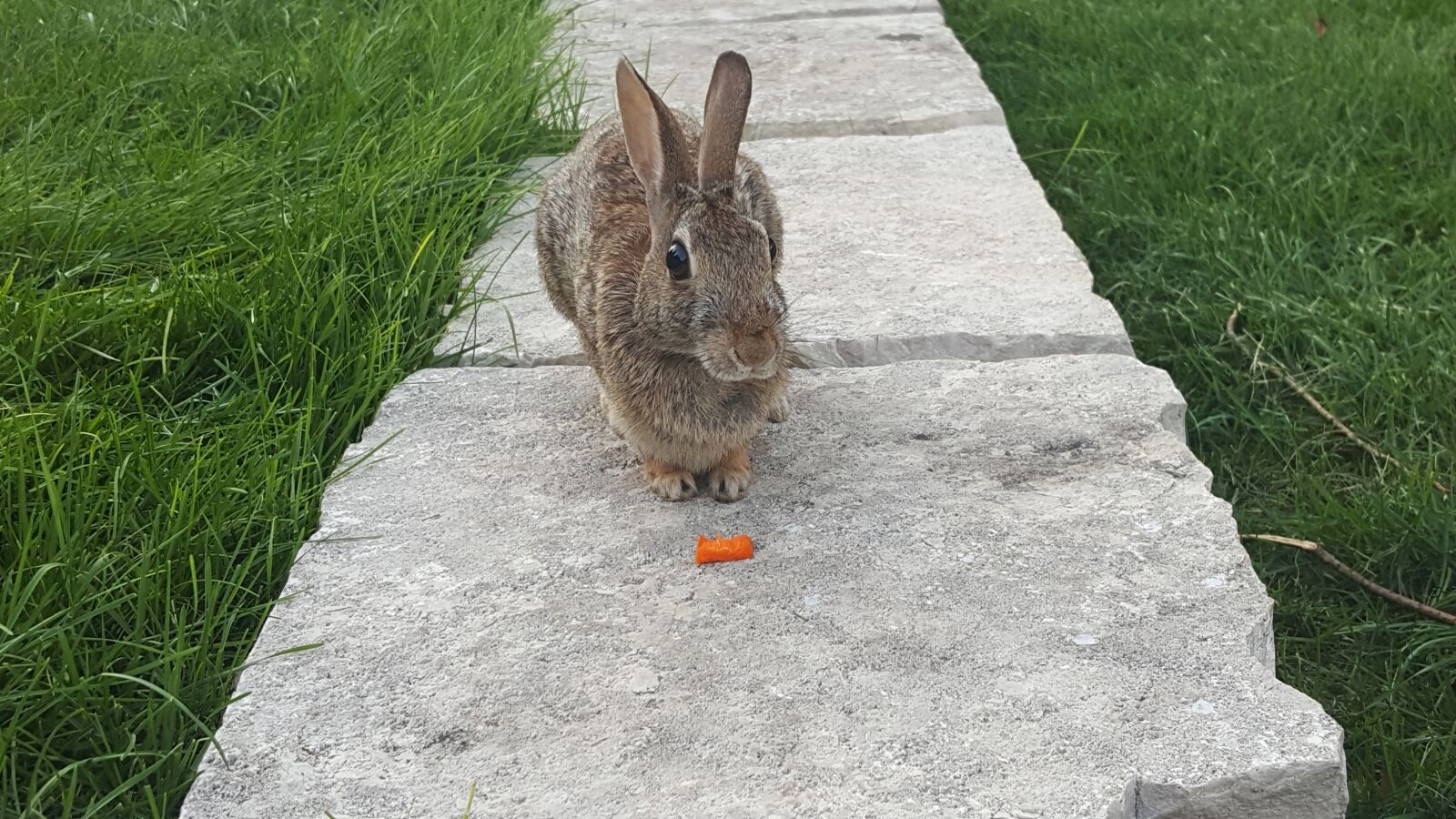 Samsung Galaxy S6 sample photo. Rabbit, bunny, carrot photography