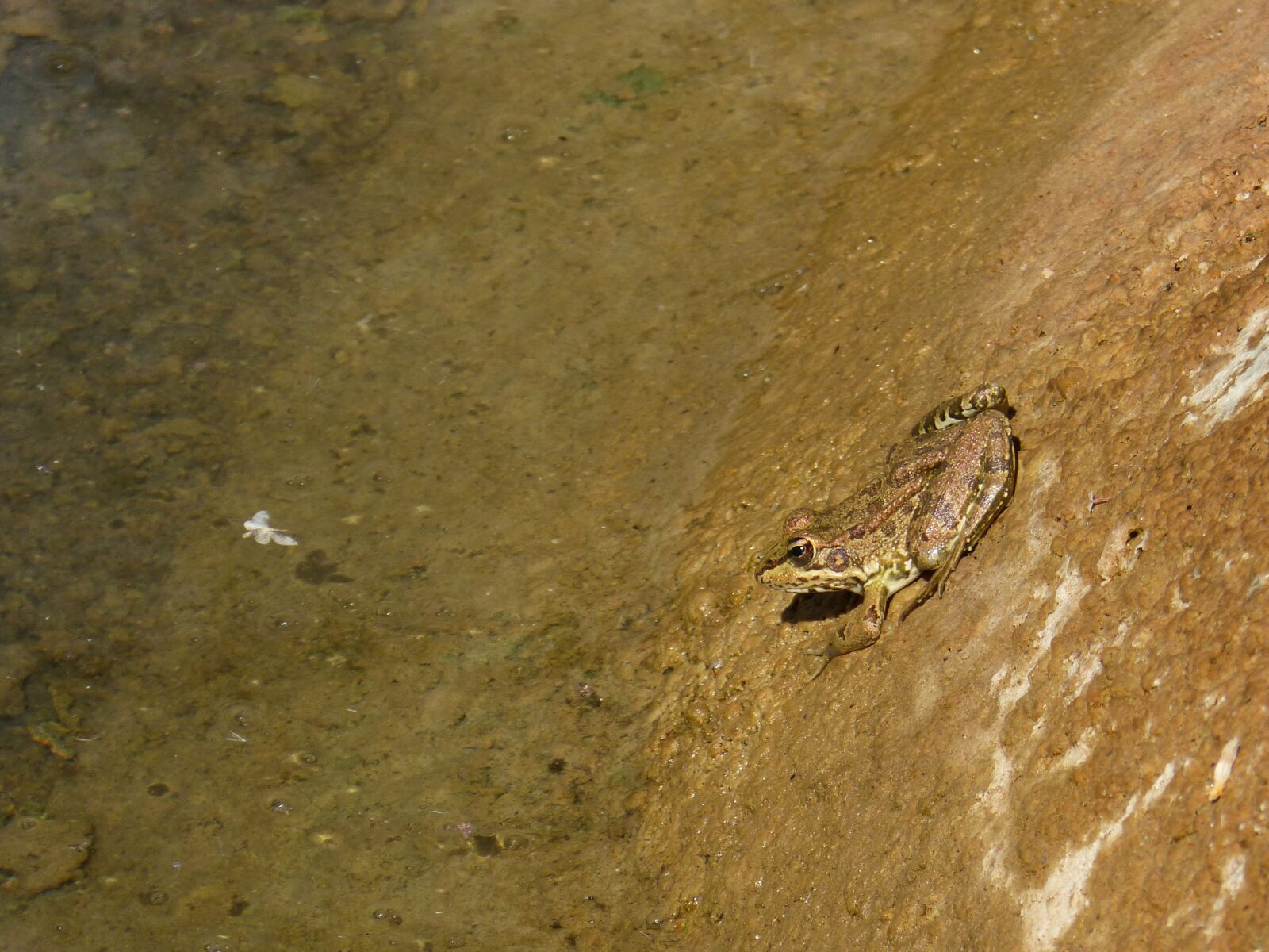Panasonic DMC-FZ62 sample photo. Frog, batrachian, raft photography