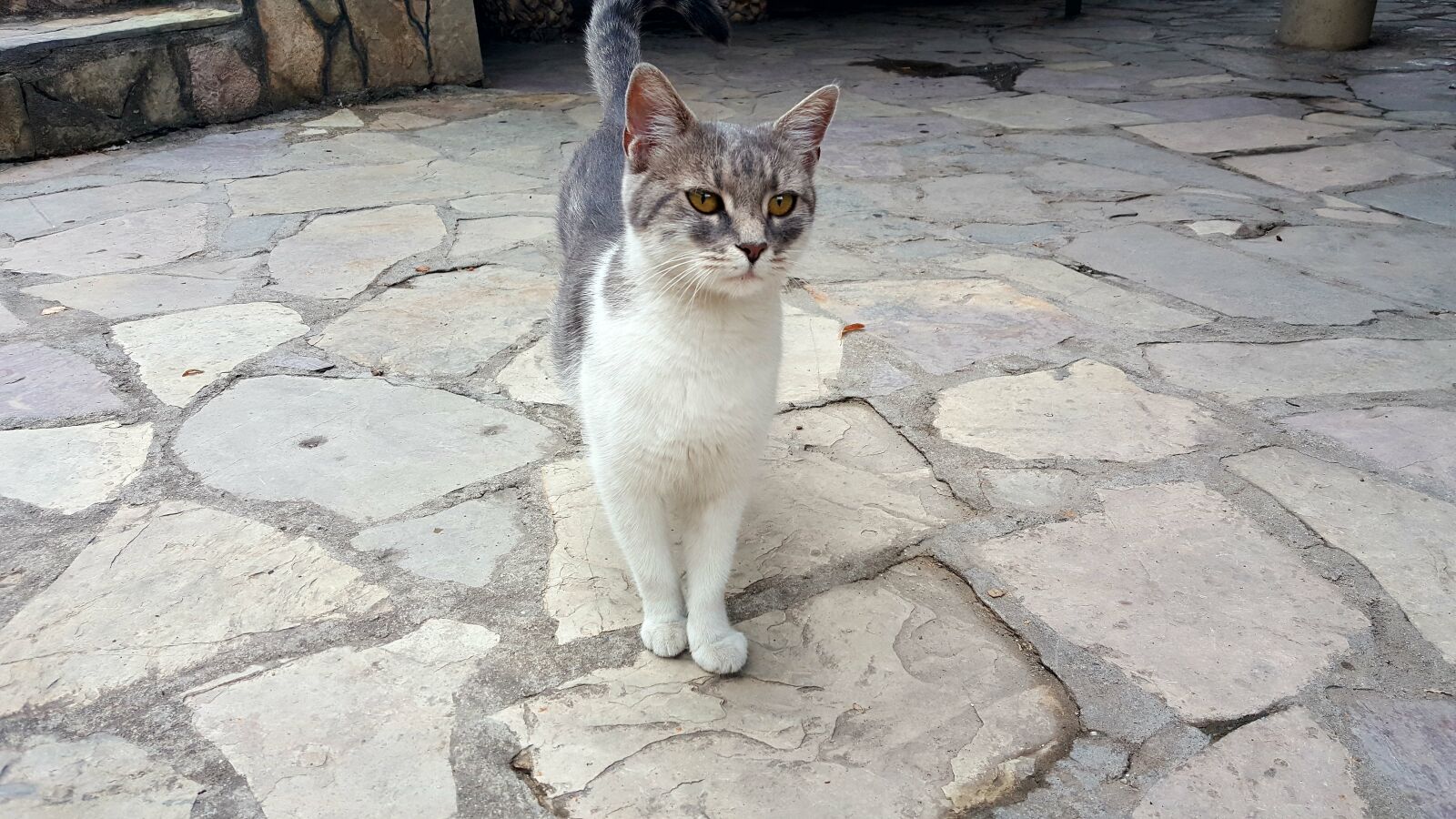 Samsung Galaxy Note5 sample photo. Cat, cute, pet photography