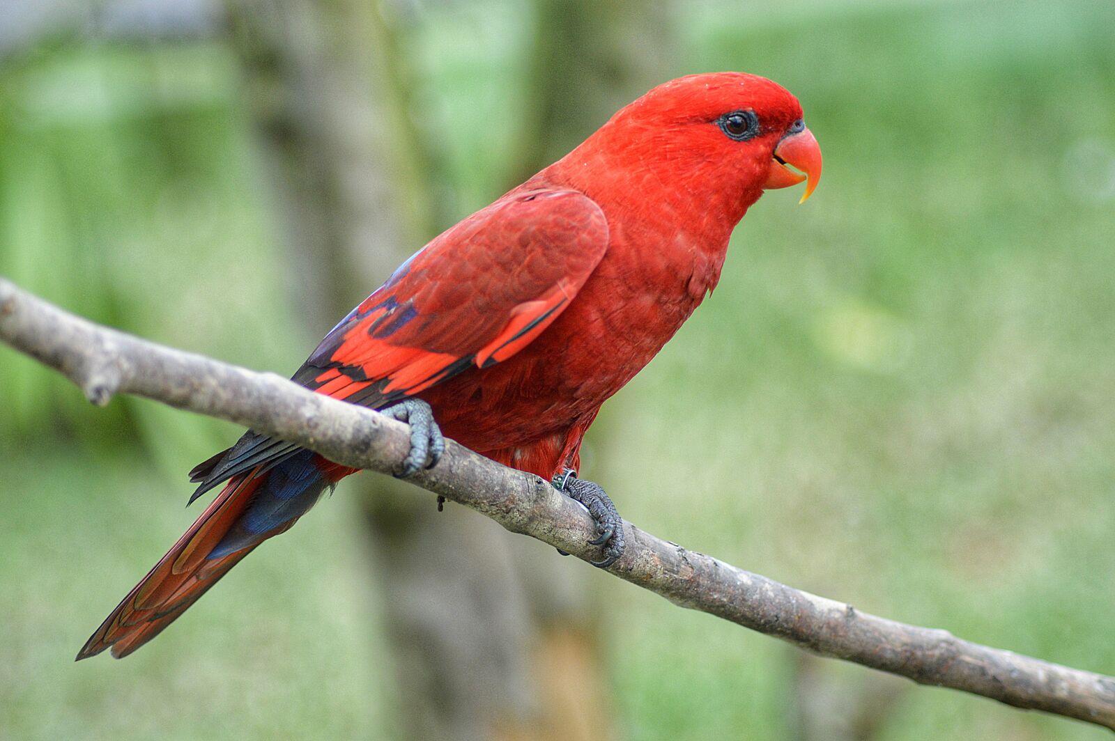 Nikon D3200 sample photo. Bird, animal, nature photography