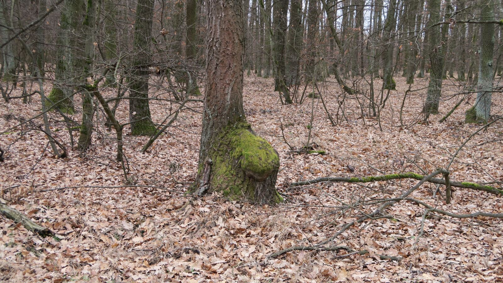 Canon PowerShot G7 X sample photo