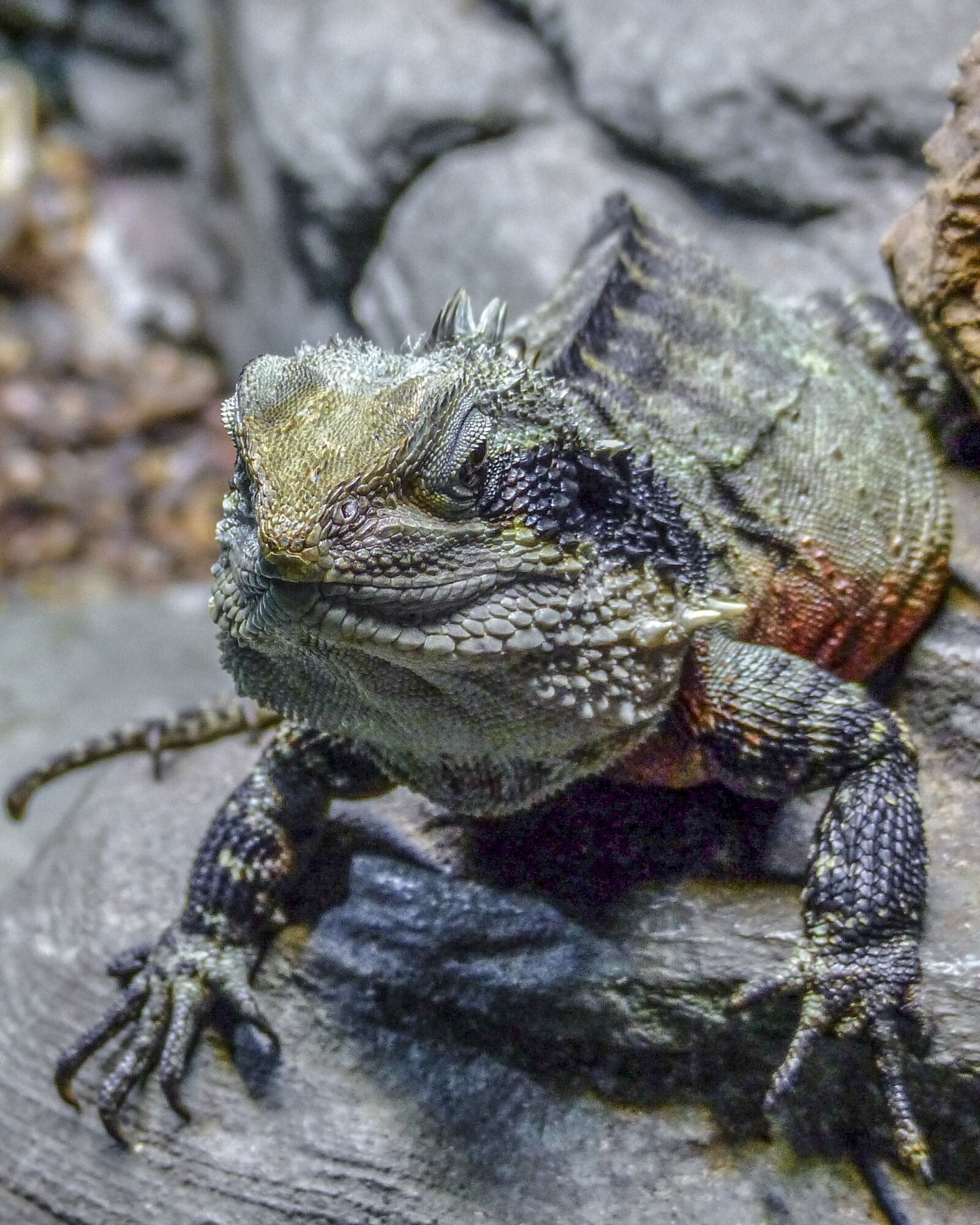Panasonic Lumix DMC-FZ200 sample photo. Lizard, reptile, animal photography