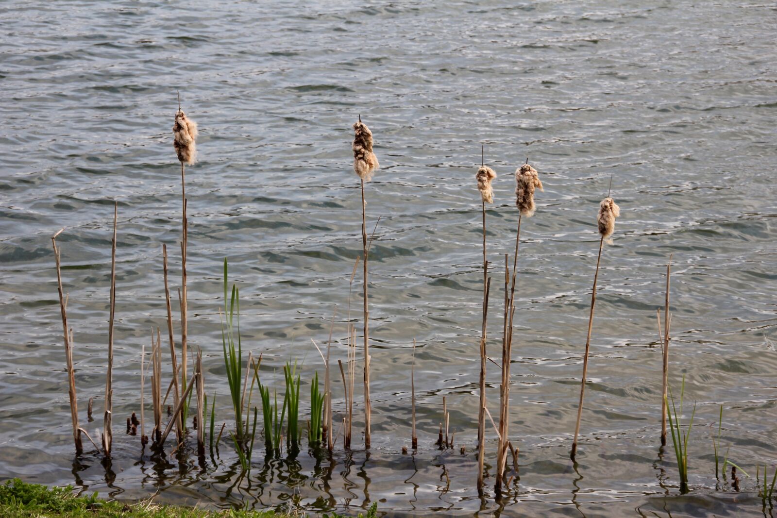 Canon EOS 60D sample photo. Lake, plant, water photography