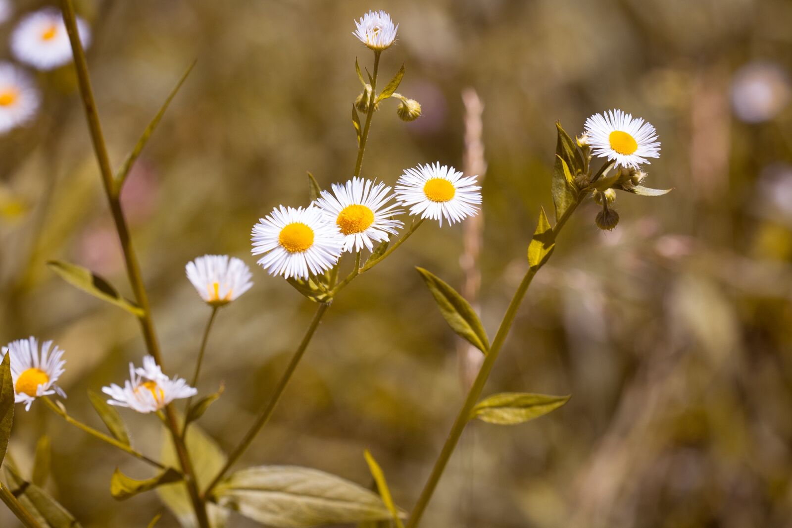 Nikon D7100 sample photo. Flower, pointed flower, wild photography