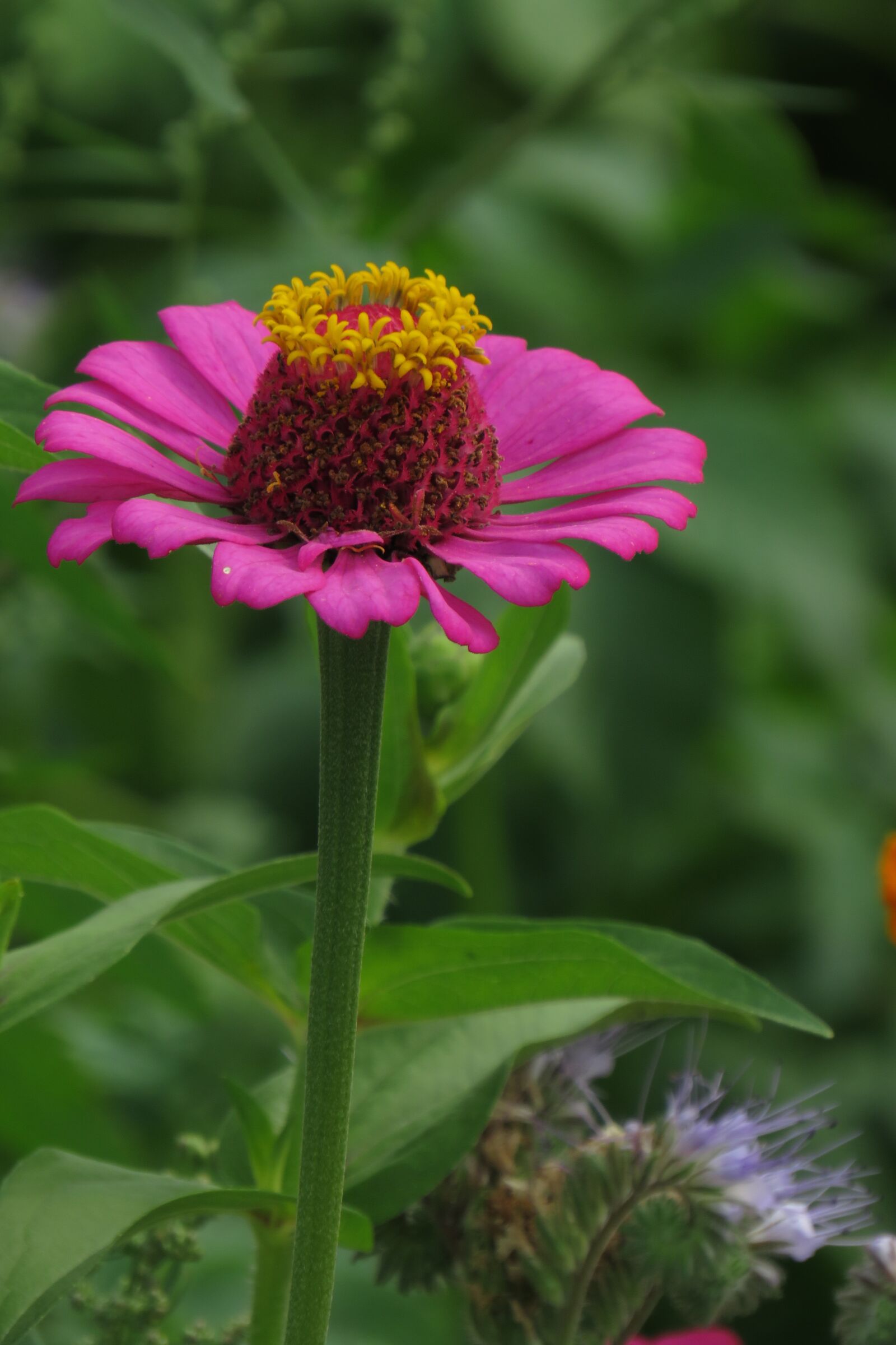 Canon PowerShot SX540 HS sample photo. Flower, pink flower, green photography