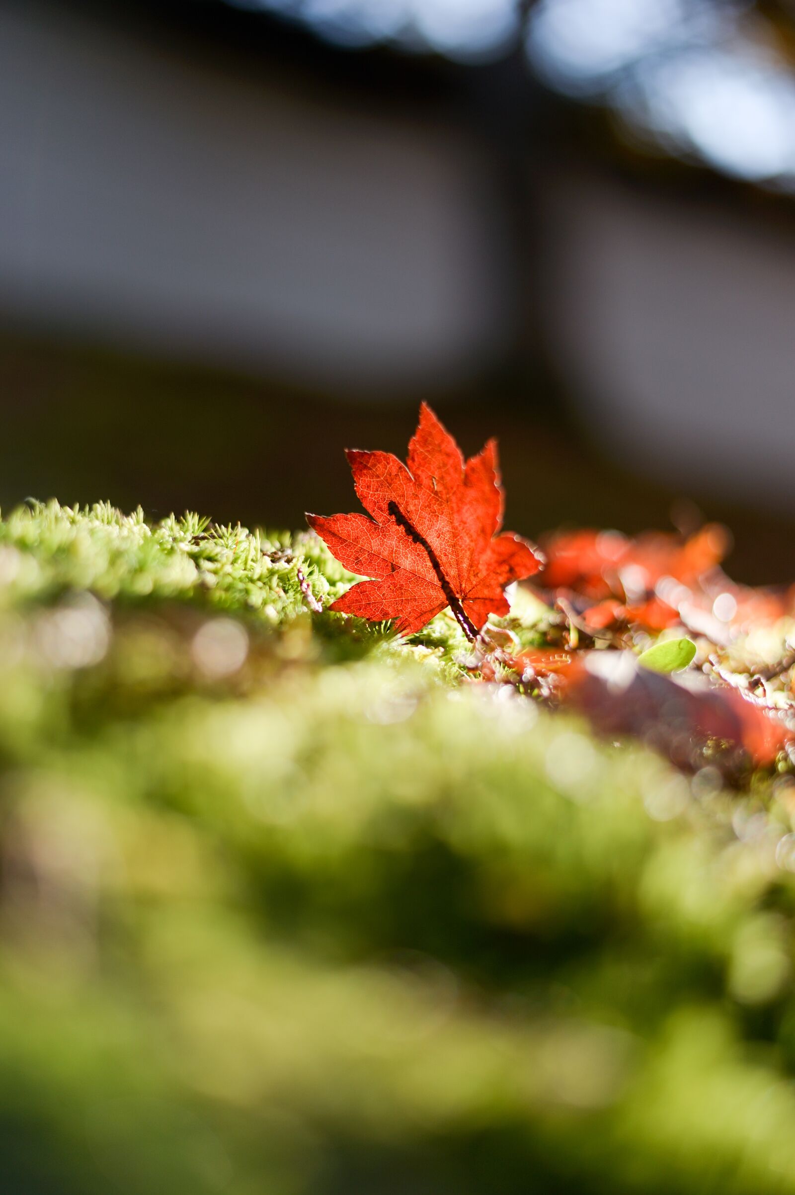 Nikon Df sample photo. Vein, kaede, sunbeams photography
