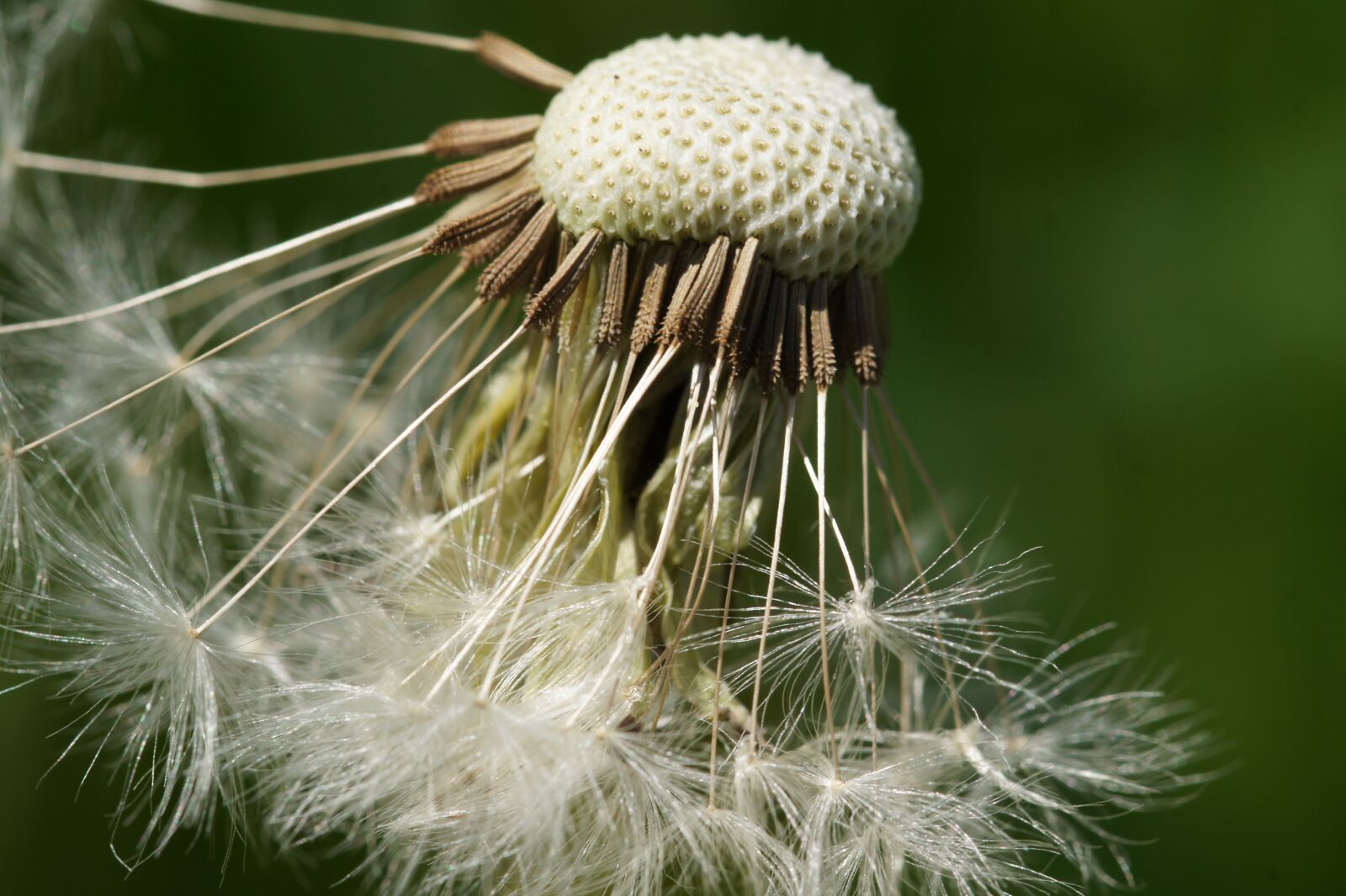 Sony Alpha DSLR-A550 sample photo. Dandelion, spring, pointed flower photography