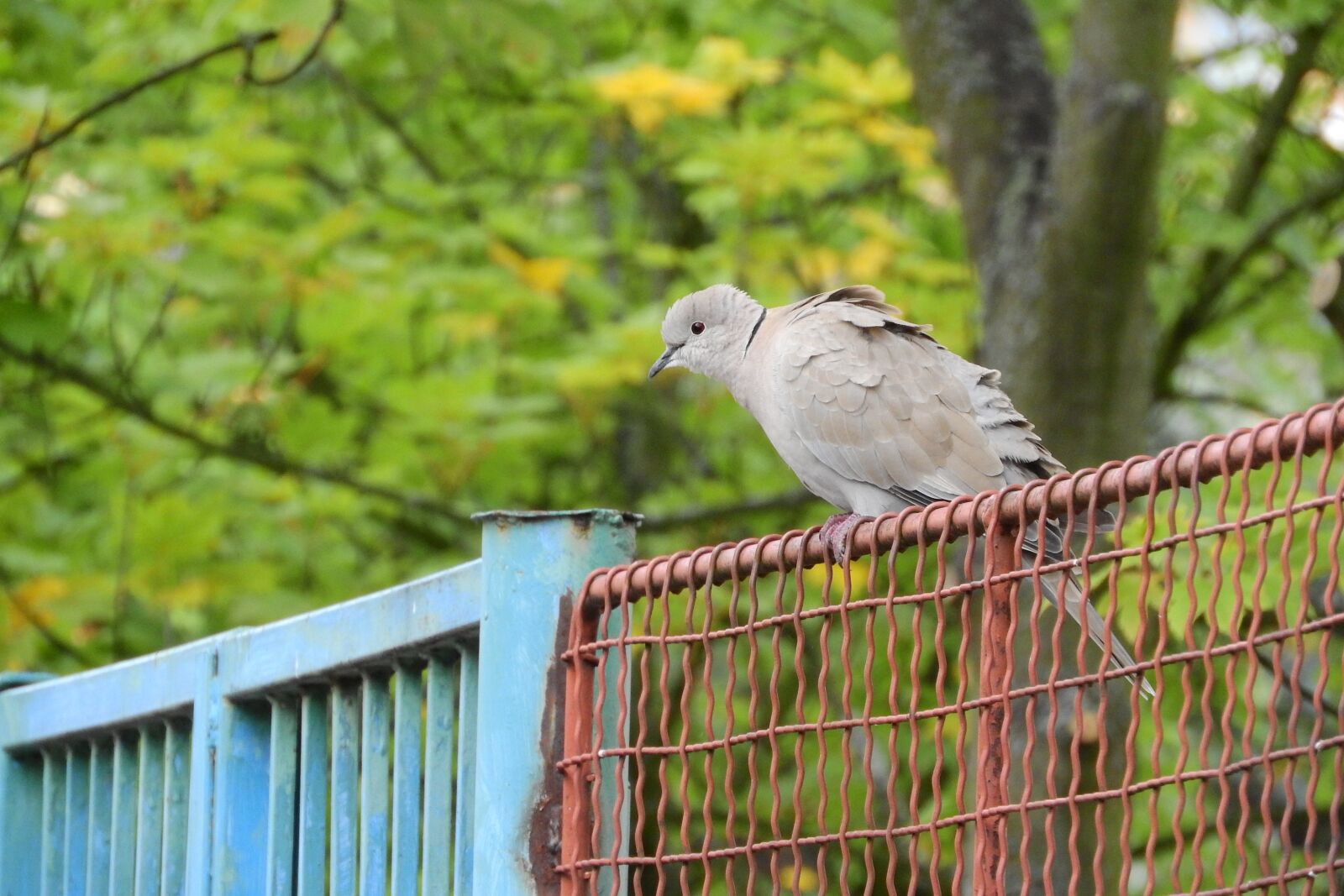 Nikon Coolpix P610 sample photo. Streptopelia decaocto, dove, bird photography