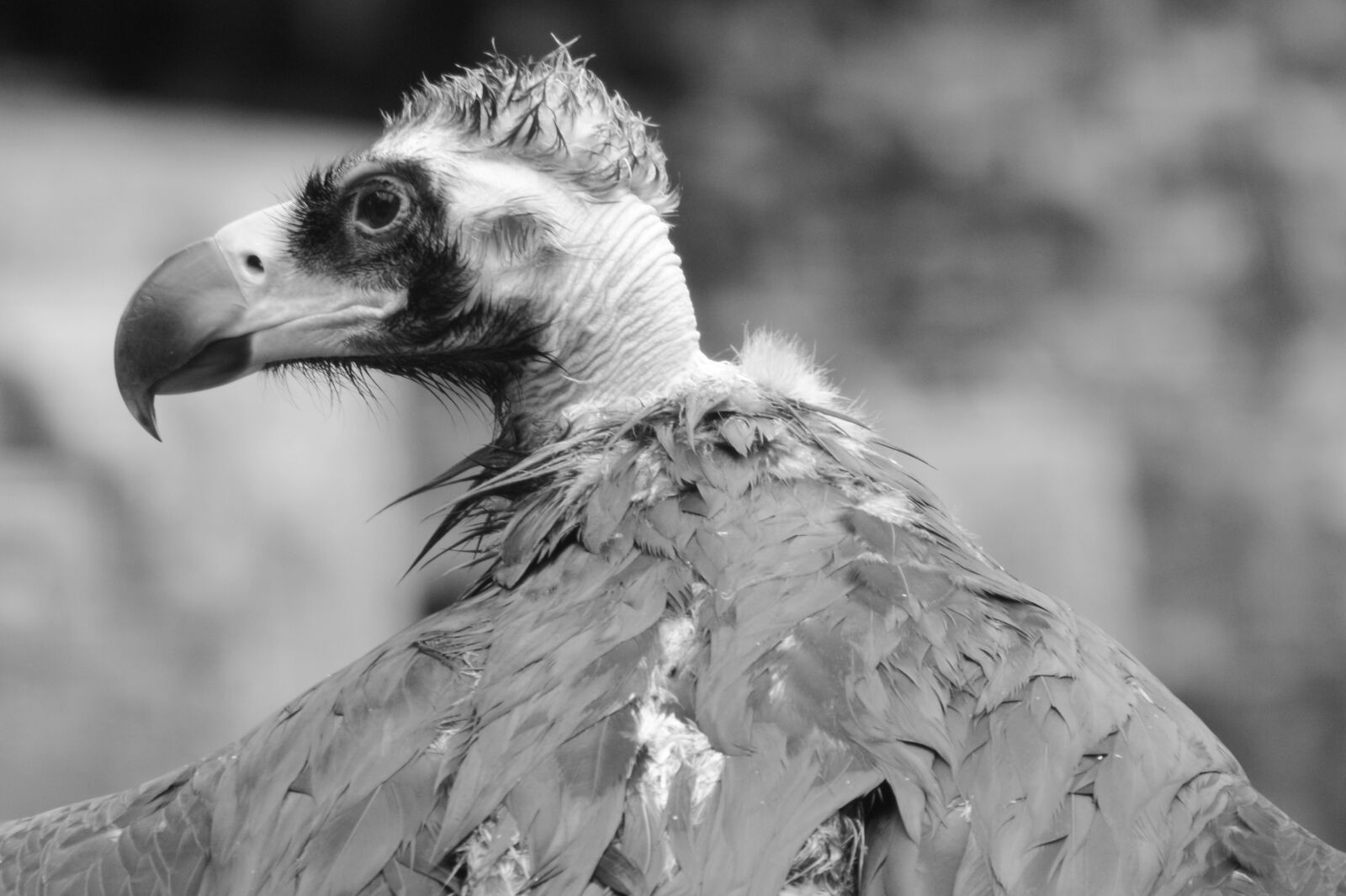 Nikon D5200 sample photo. Vulture, animal, bird photography