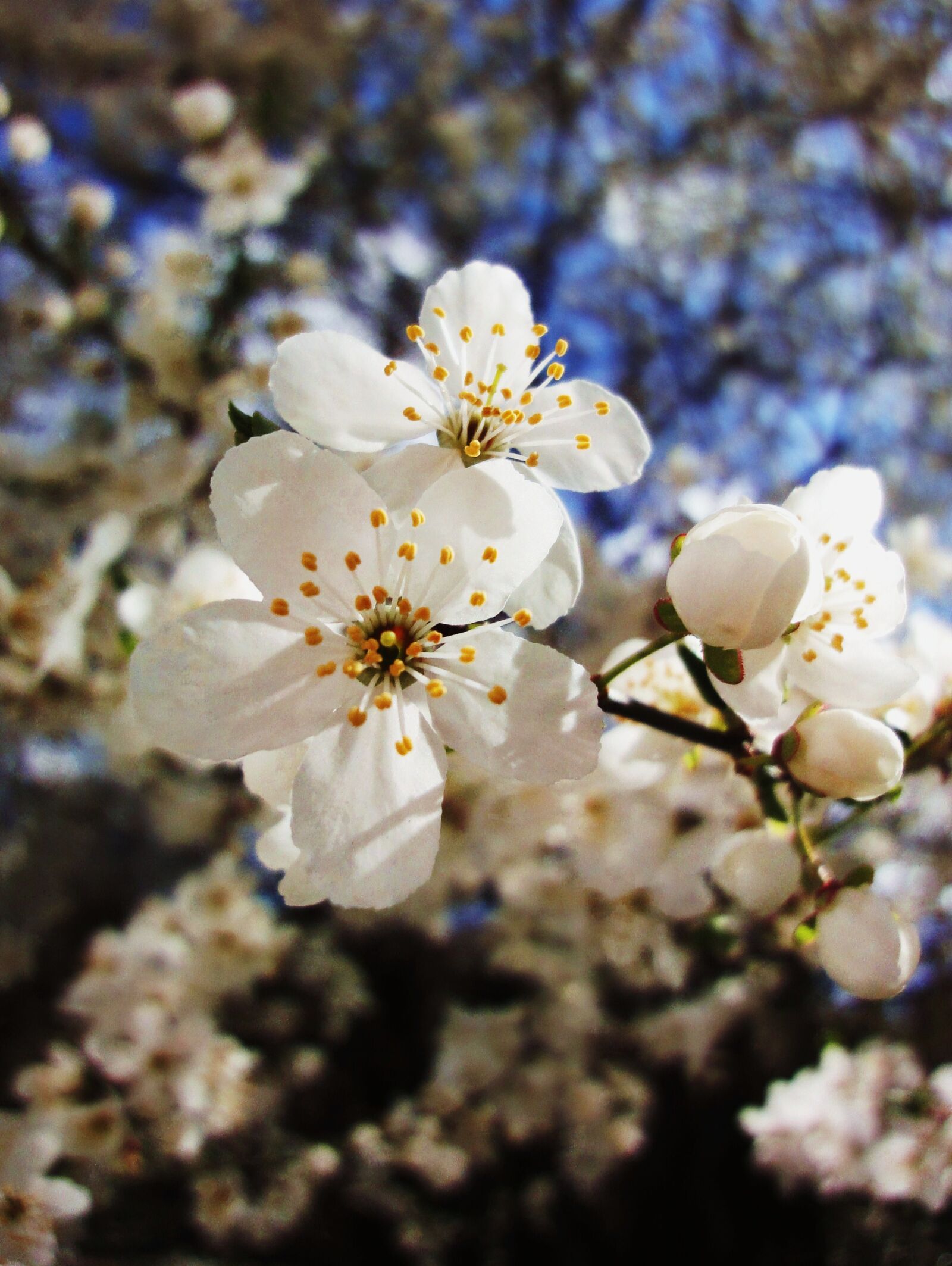 Sony Cyber-shot DSC-WX1 sample photo. Branches, flowers, tree, white photography