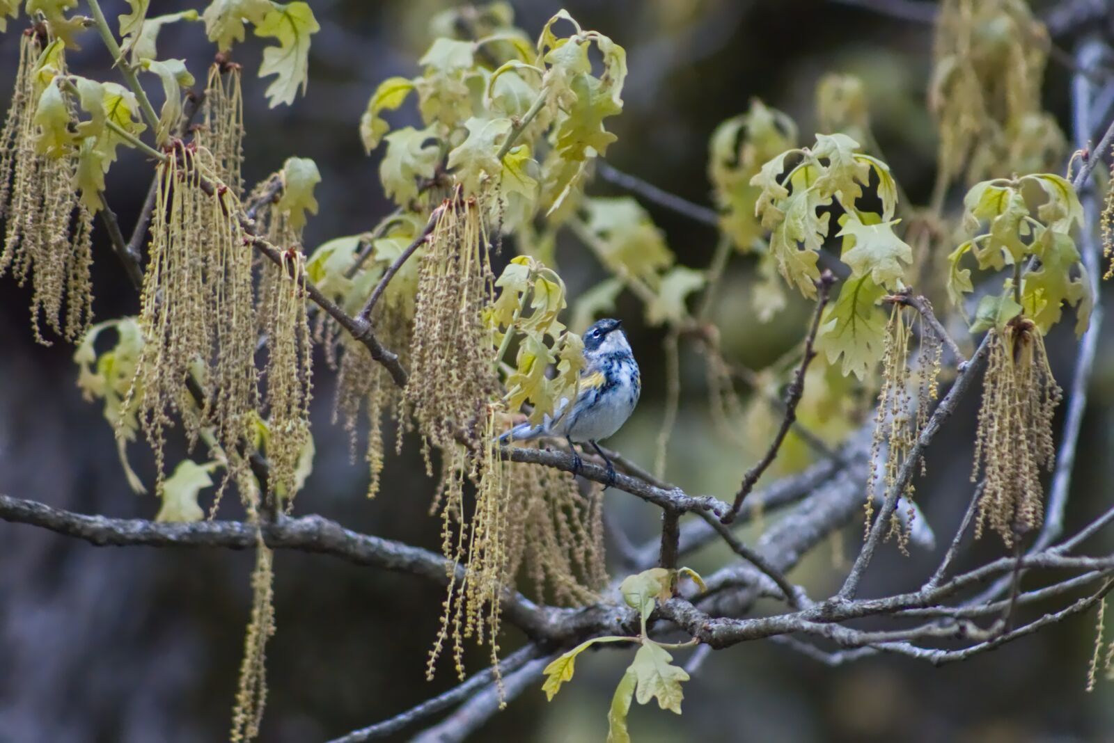 Canon EOS 200D (EOS Rebel SL2 / EOS Kiss X9) sample photo. Bird, little, little bird photography