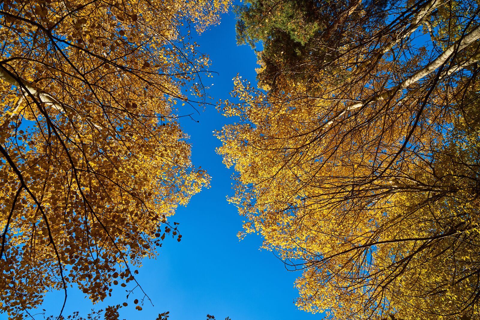 Sony a7R II sample photo. Autumn, tree, current season photography