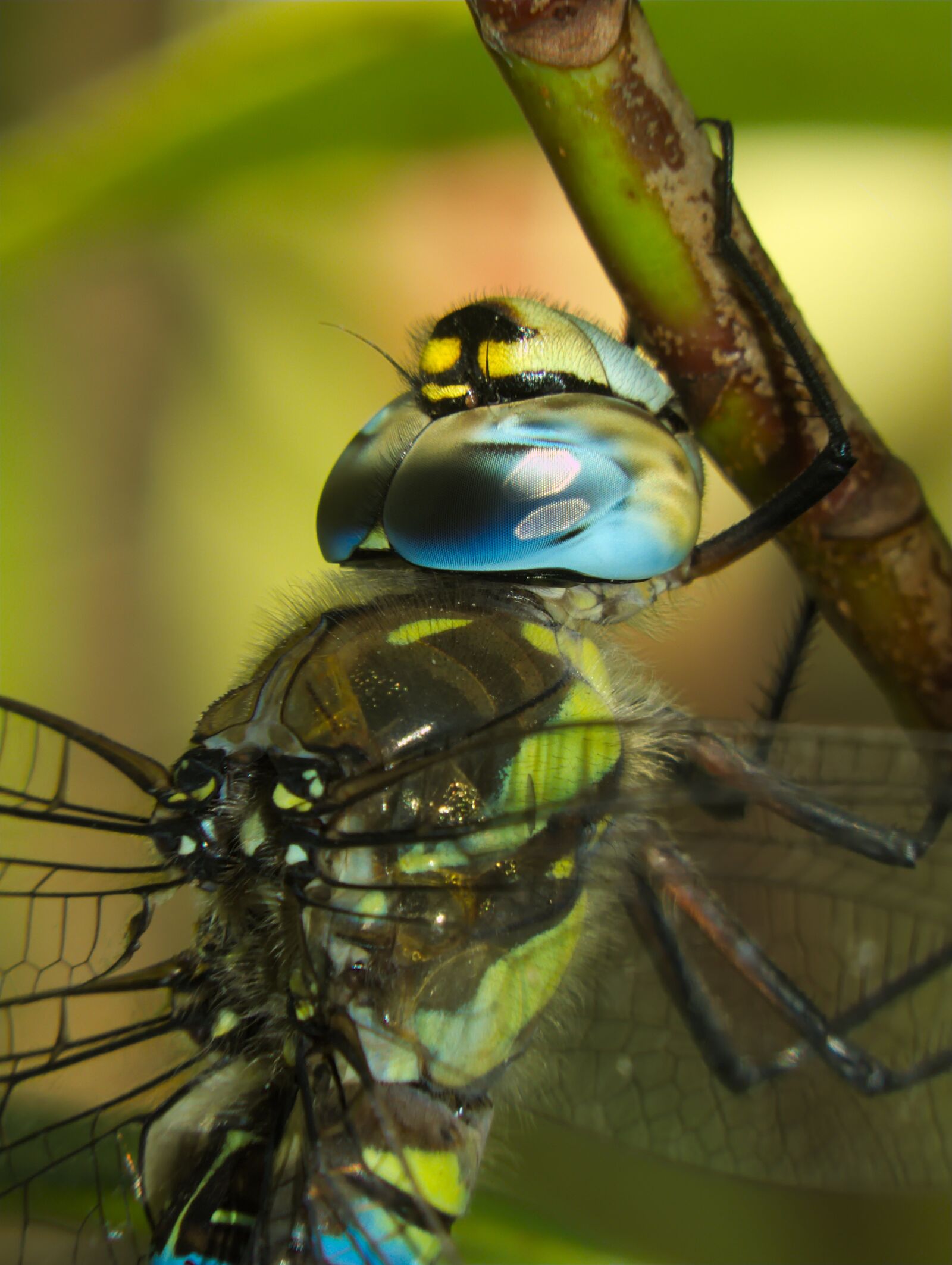 Fujifilm FinePix S6500fd sample photo. Dragonfly, wings, insects photography