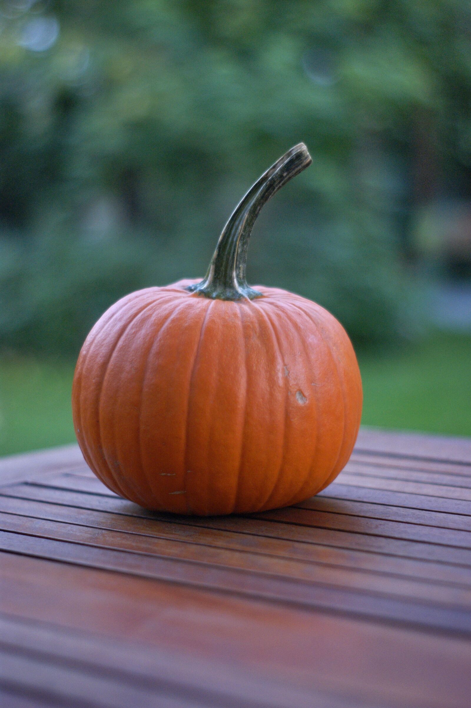 Sony Alpha DSLR-A290 sample photo. Pumpkin, autumn, orange photography