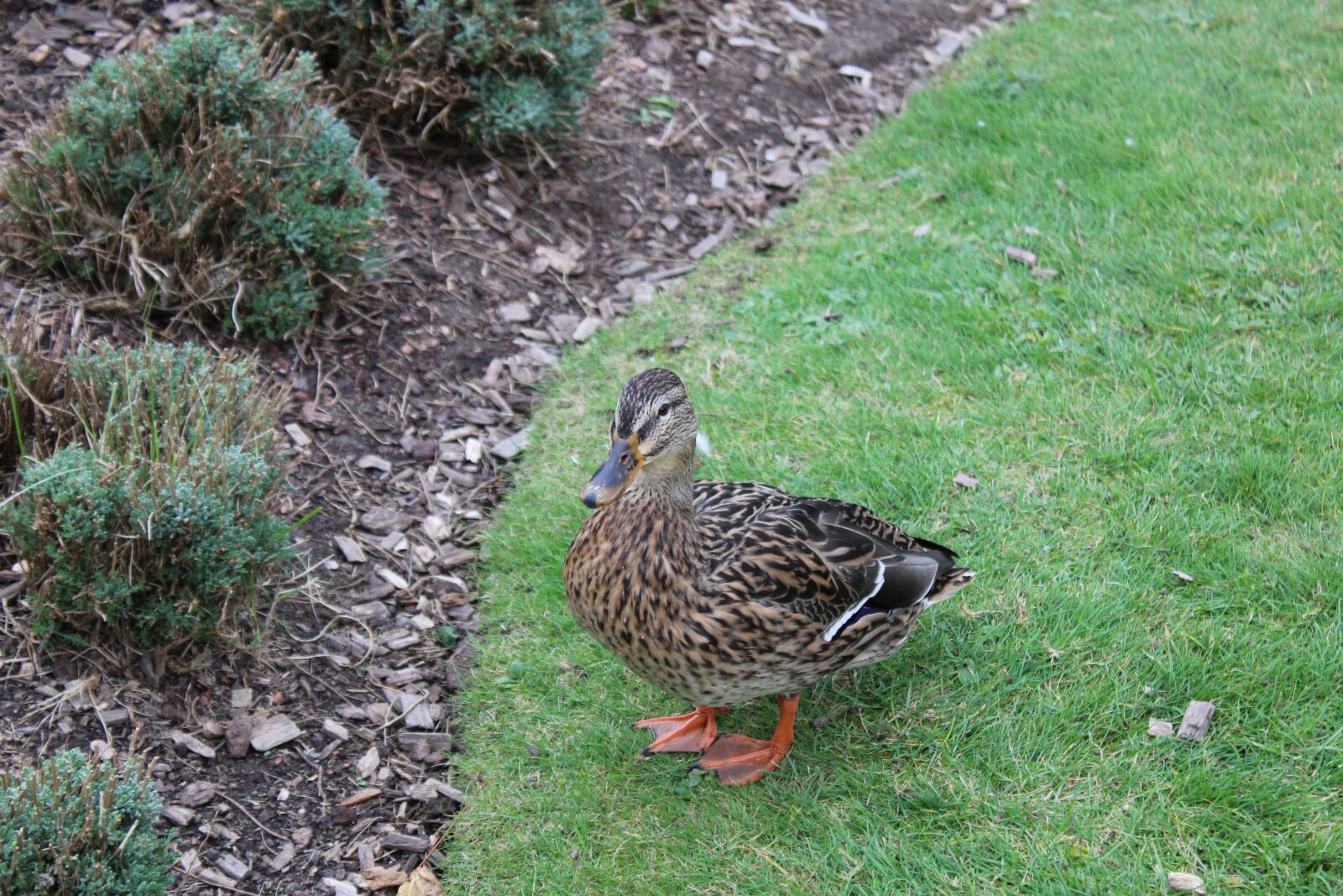 Canon EOS 2000D (EOS Rebel T7 / EOS Kiss X90 / EOS 1500D) sample photo. Canard, nature, animal photography