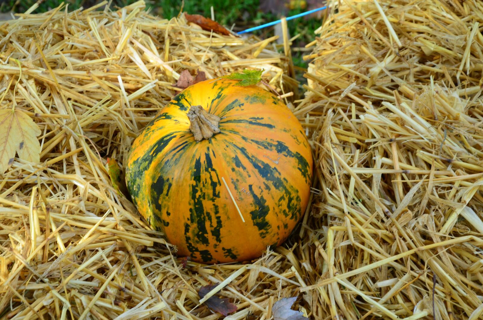 Nikon D5100 sample photo. Pumpkin, straw bed, orange photography