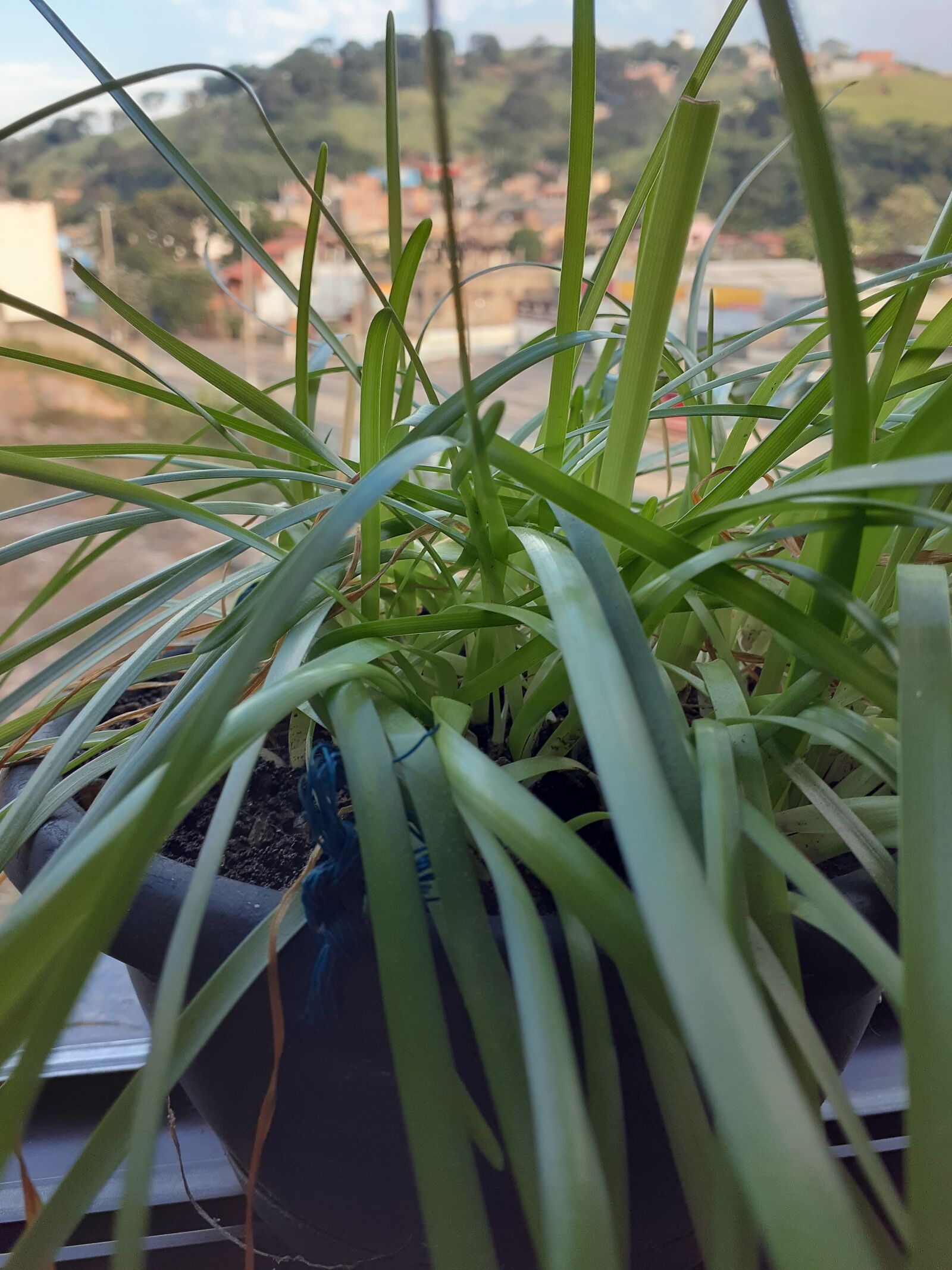 Samsung Galaxy A20 sample photo. Planta, verde, vaso photography