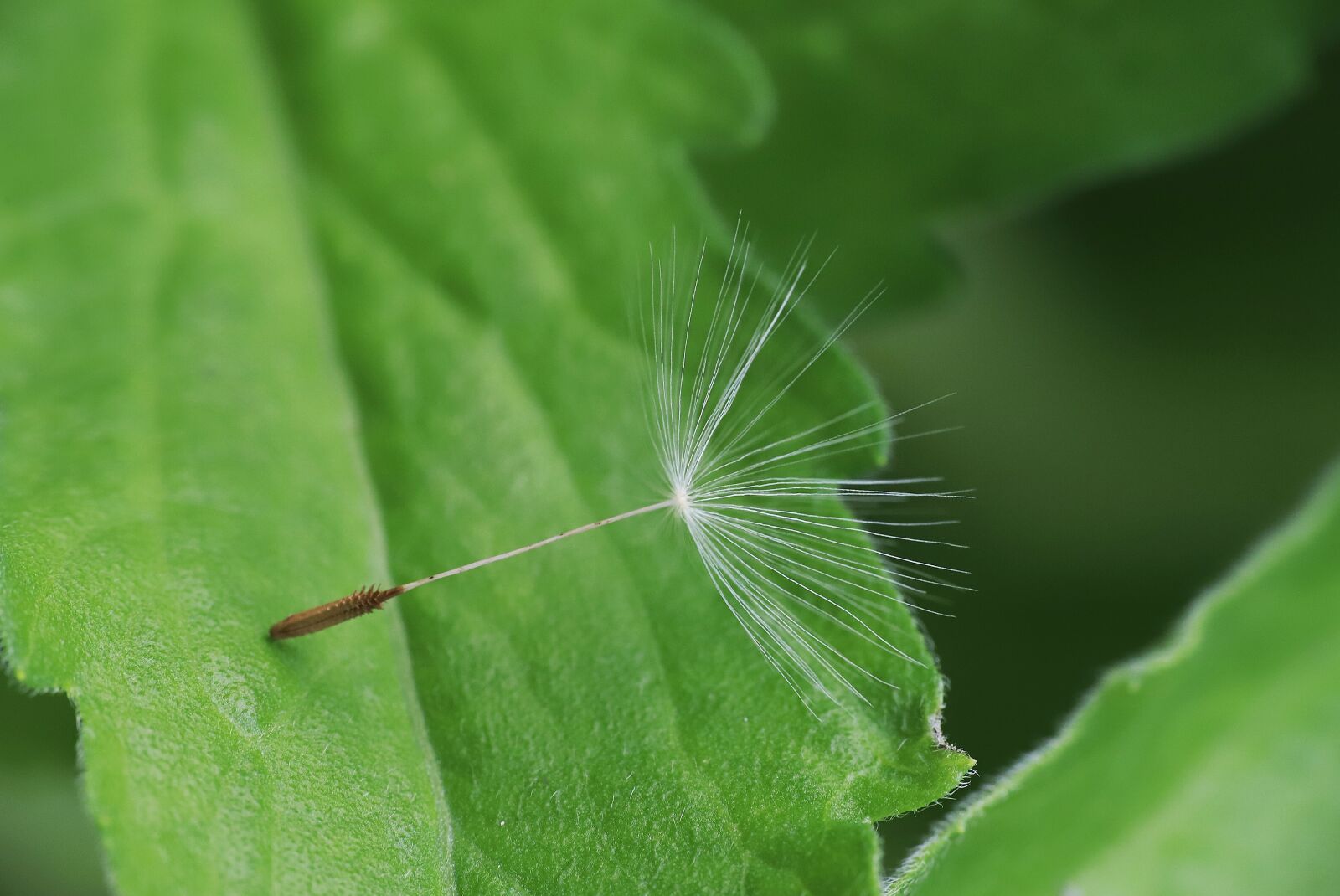 Canon EF 100mm F2.8L Macro IS USM sample photo. Dandelion, macro, dent de photography