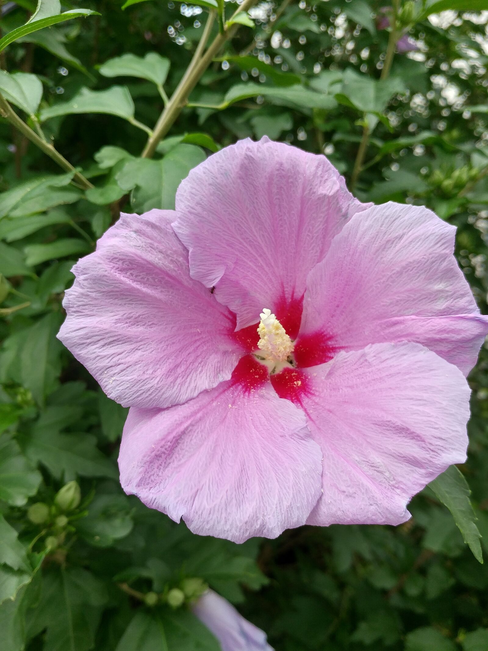 LG G5 sample photo. Flowers, plants, nature photography