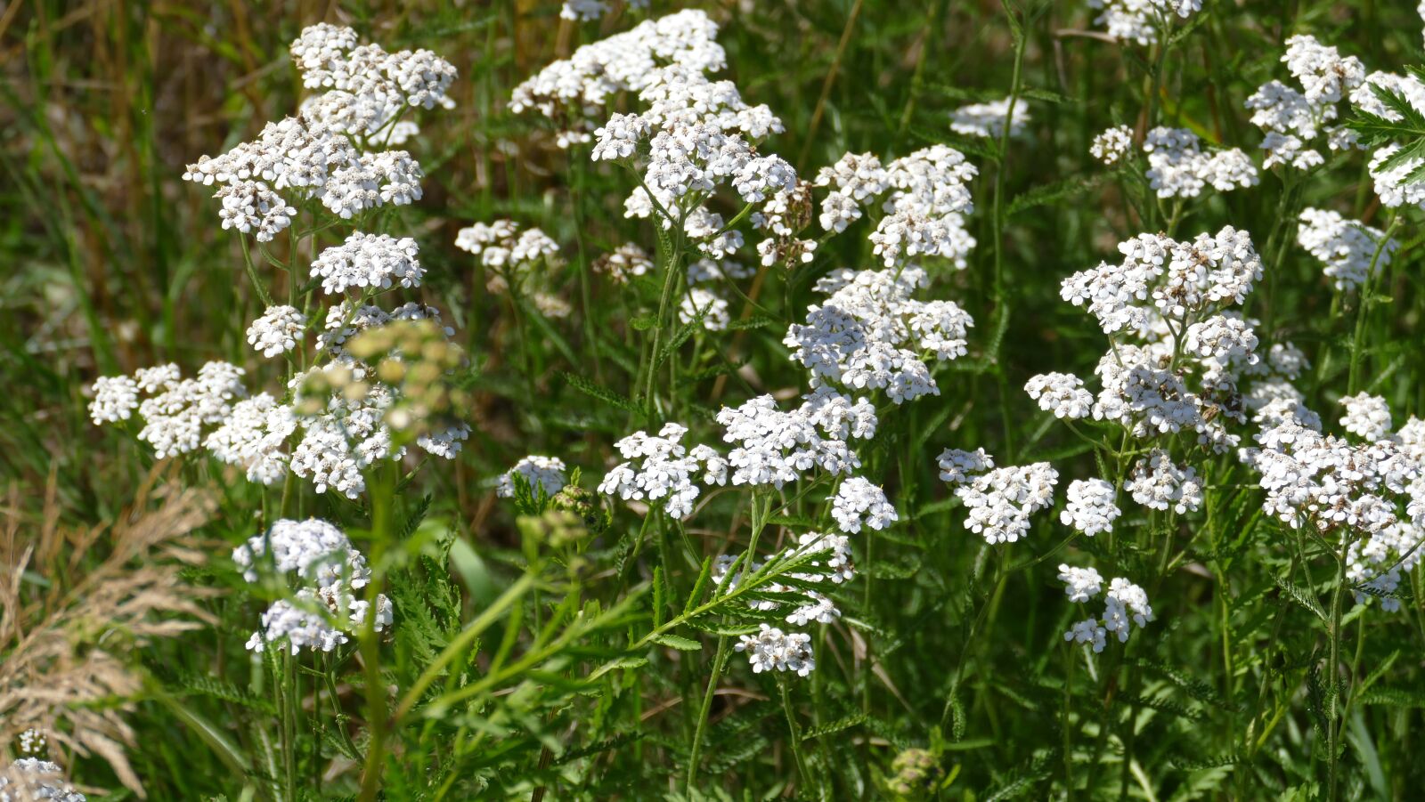 Leica V-Lux (Typ 114) sample photo. Yarrow, meadow, summer photography