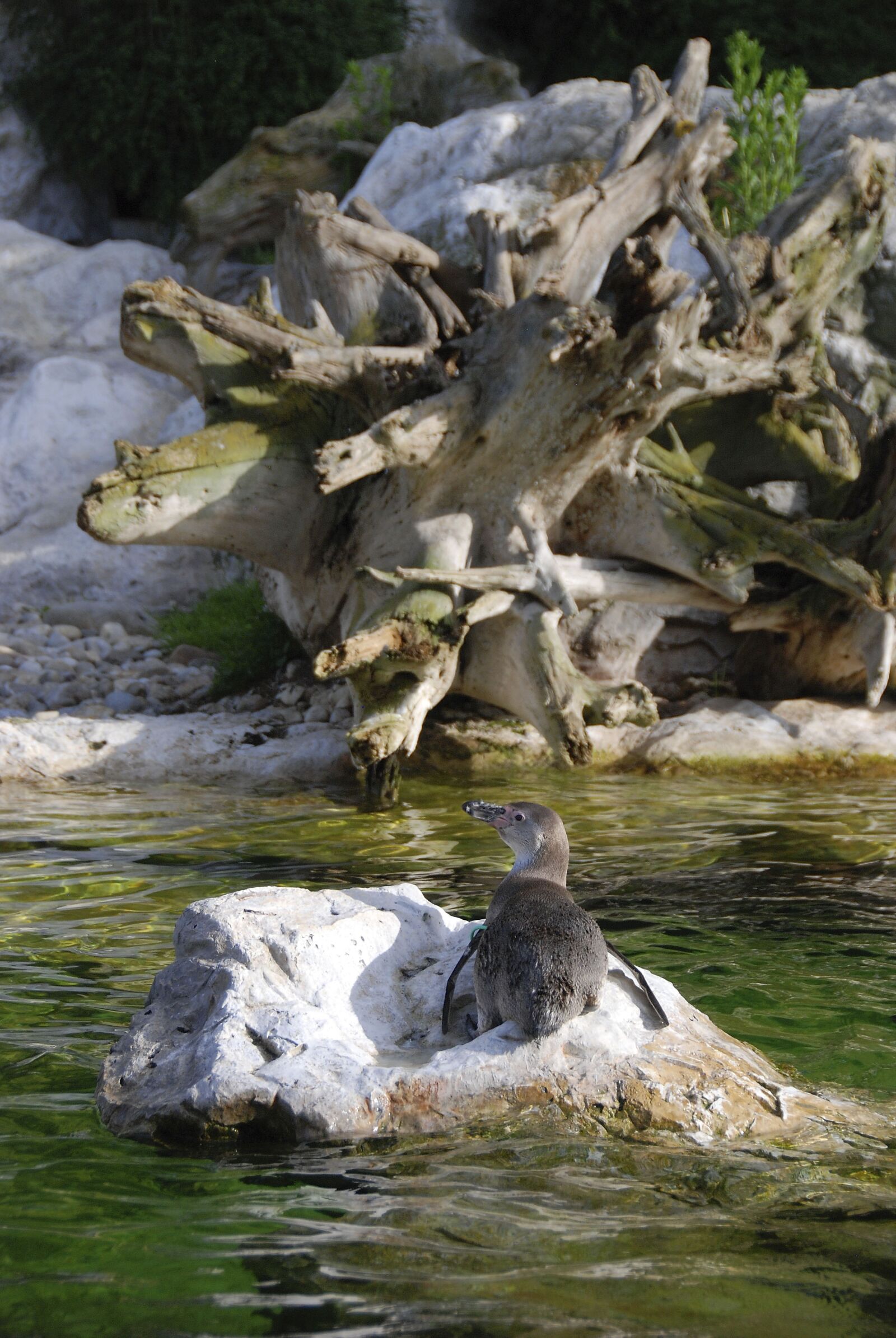 Nikon D80 sample photo. Tiergarten, schönbrunn, penguin photography