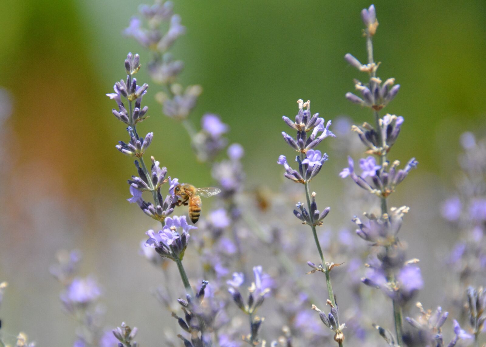 Nikon D5200 sample photo. Honeybee, honey, bee photography